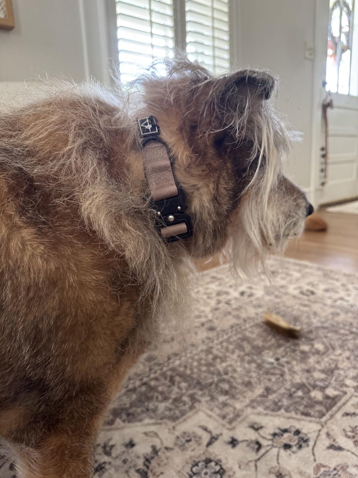 MADE TO ROAM Explorer Dog Collar | Heavy Duty Nylon & Durable Metal Buckle | Premium adjustable collar with rust-resistant hardware. Fits small to large dogs. 15 colors. customer photo 1