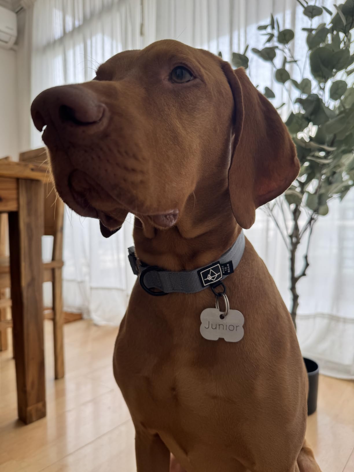 MADE TO ROAM Explorer Dog Collar | Heavy Duty Nylon & Durable Metal Buckle | Premium adjustable collar with rust-resistant hardware. Fits small to large dogs. 15 colors. customer photo 2