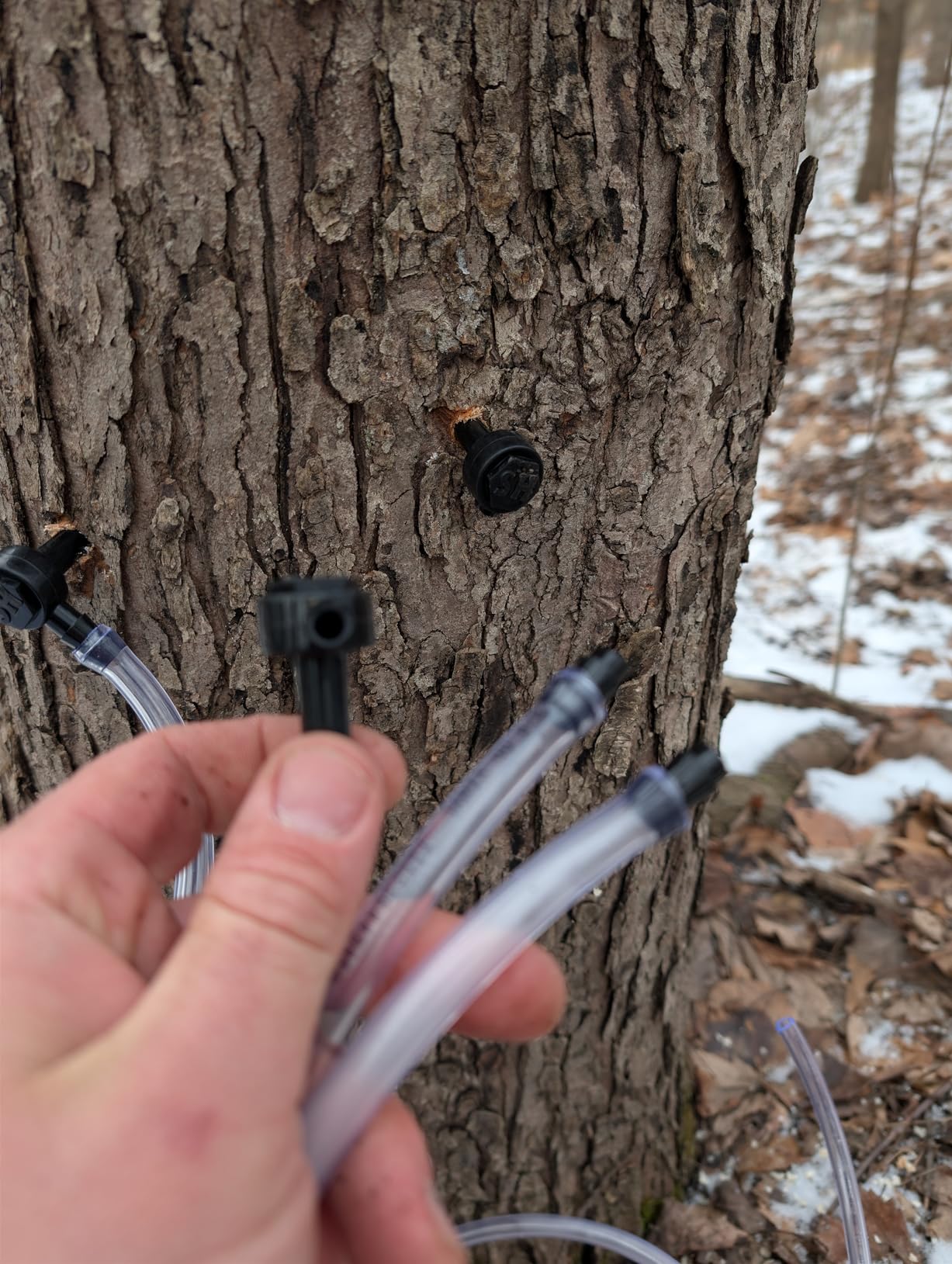 Sap Happy Maple Syrup Spiles (25 Count) - 5/16