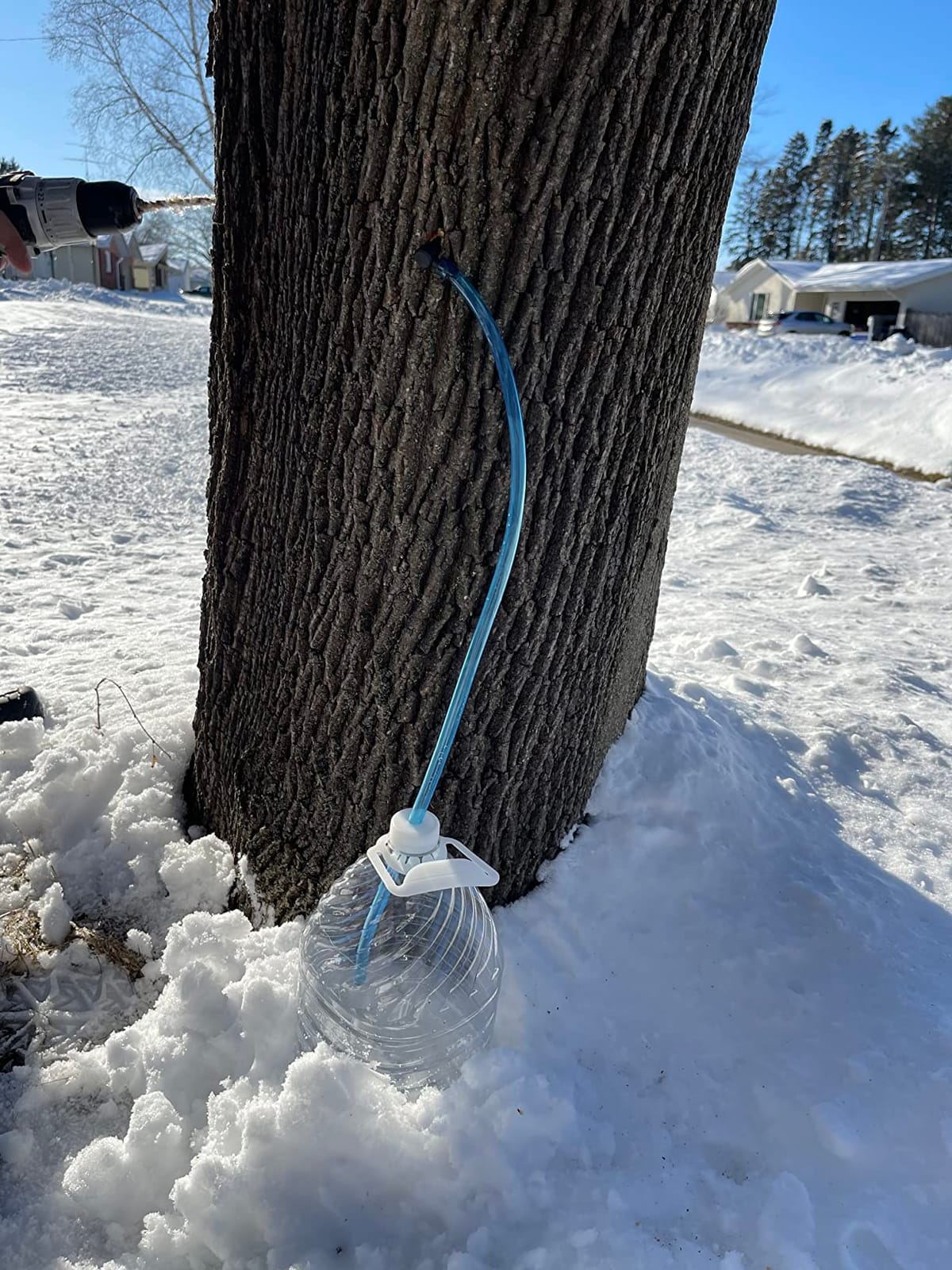 Hortsun 5 Set Maple Syrup Tree Tapping Kit Maple Syrup Sugaring Starter Taps Include 5 Pieces Maple Tree Tap Extractors and 5 Pieces Syrup Collection Extractor Tubes for Birch Maple Syrup Supplies customer photo 2