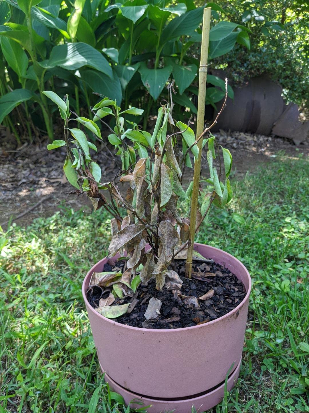 American Plant Exchange Dipladenia Bush 'Pink', 6-Inch Pot, Continuous Blooms, Easy-to-Care Live Plant for Indoor & Outdoor Use, Flowering Shrub Perfect for Landscapes, Container Gardens & Patios customer photo 1