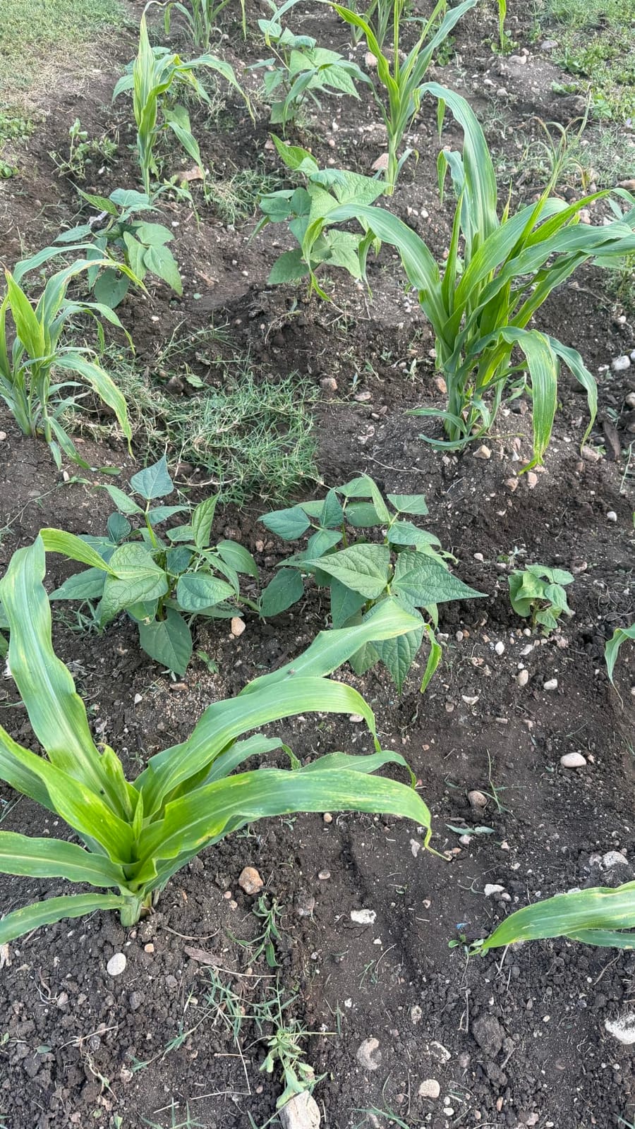 The Old Farmer's Almanac Heirloom Sweet Corn Seeds (Golden Bantam) - Approx 75 Seeds - Non-GMO, Open Pollinated, USA Origin customer photo 2