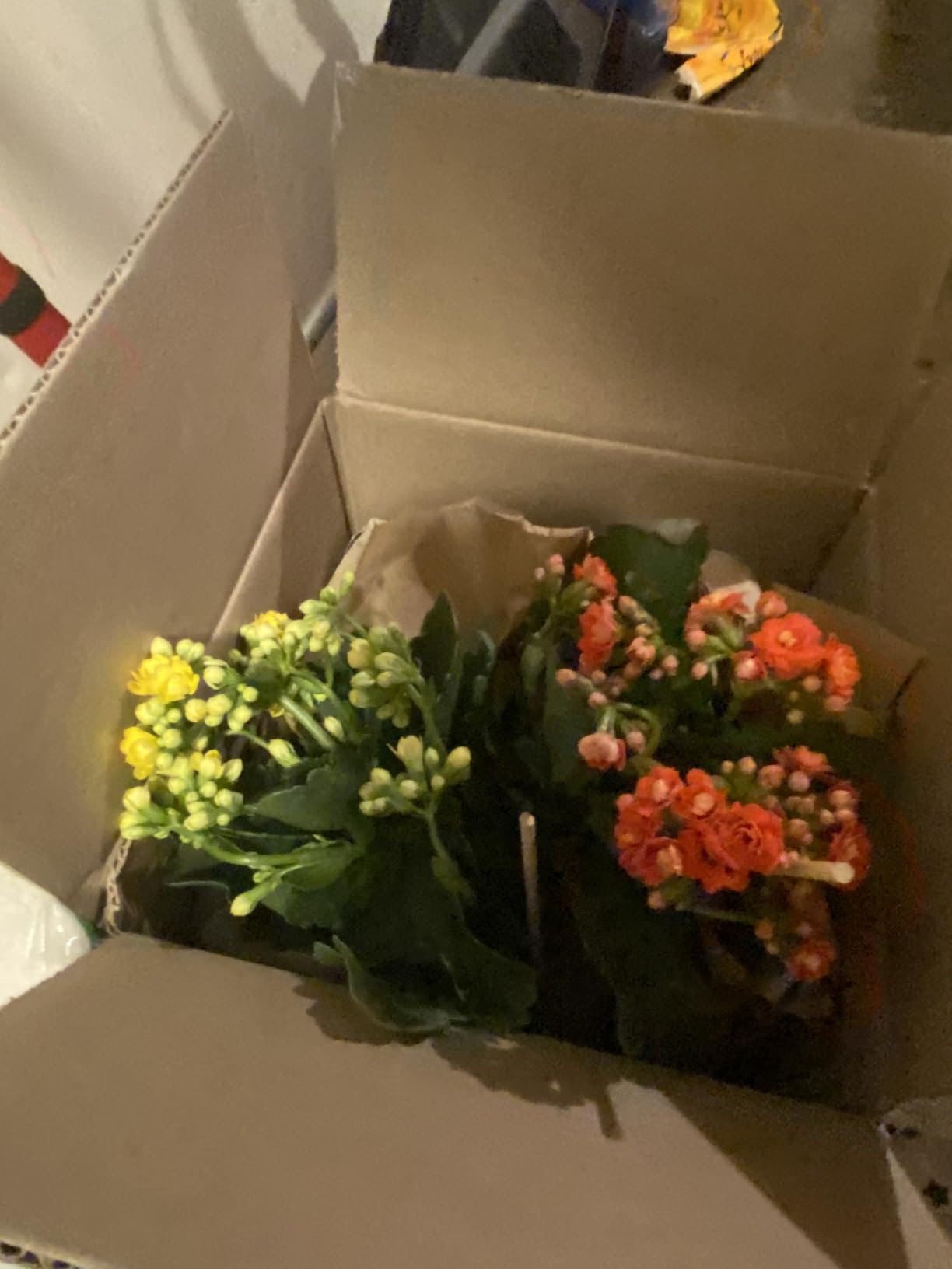 Florist Kalanchoe Live Succulent Plants (3 Pack), Flowering Flaming Katy Succulents, Easy Plant Care, Approx. 7 in. Tall, Drought-Tolerant Indoor Houseplants in 3.5 in Pots customer photo 1