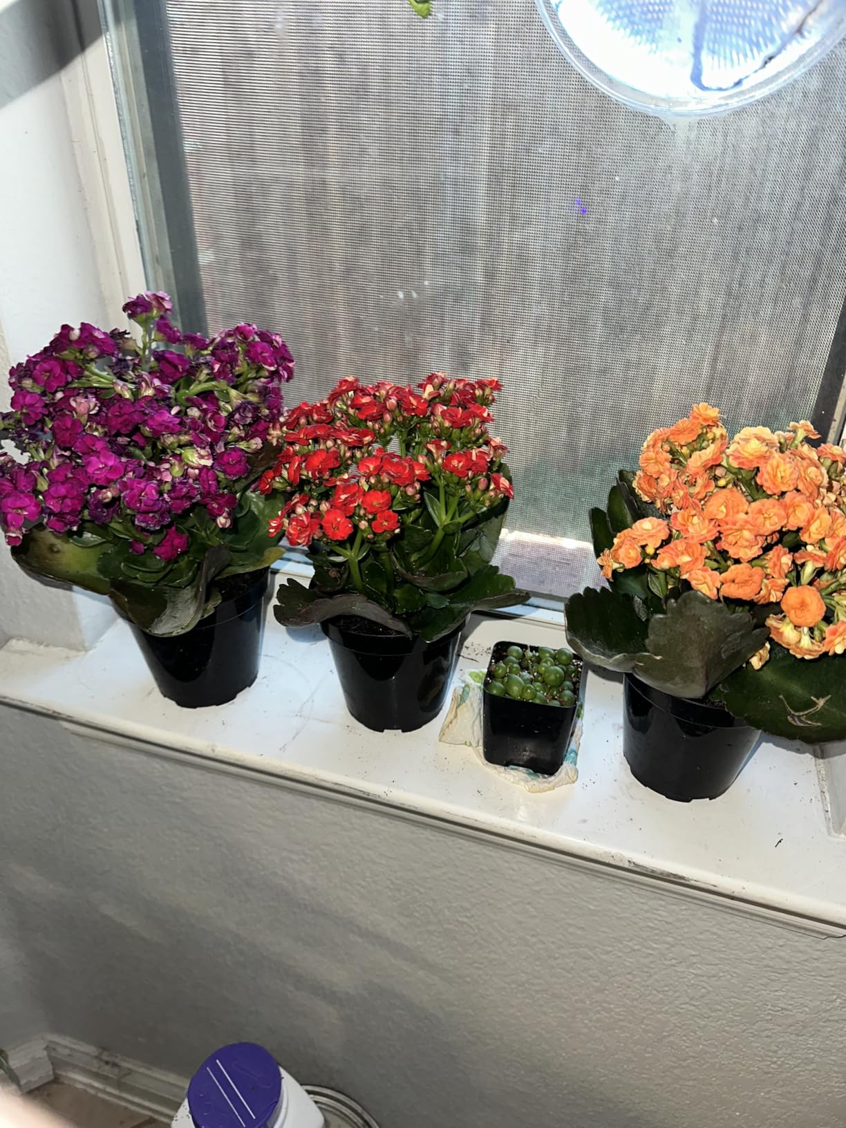 Florist Kalanchoe Live Succulent Plants (3 Pack), Flowering Flaming Katy Succulents, Easy Plant Care, Approx. 7 in. Tall, Drought-Tolerant Indoor Houseplants in 3.5 in Pots customer photo 2