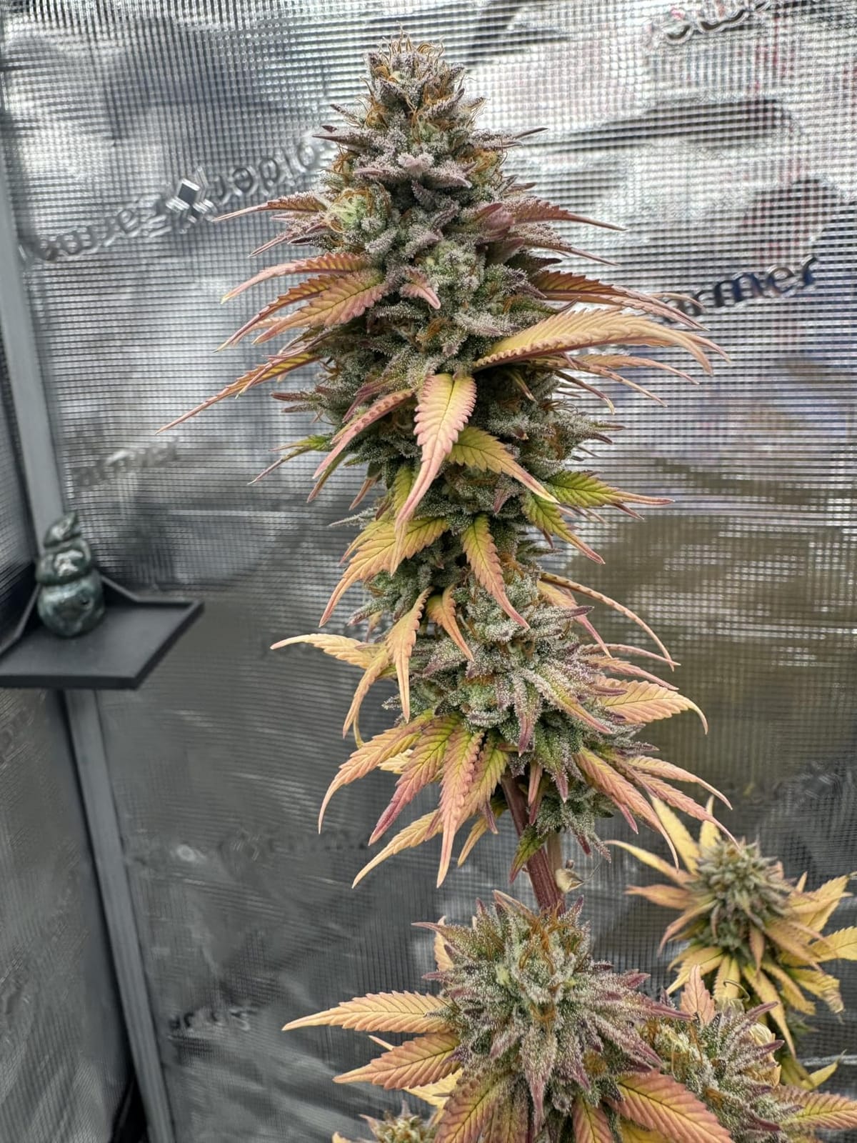Spider Farmer 2x2x6 Grow Tent 24
