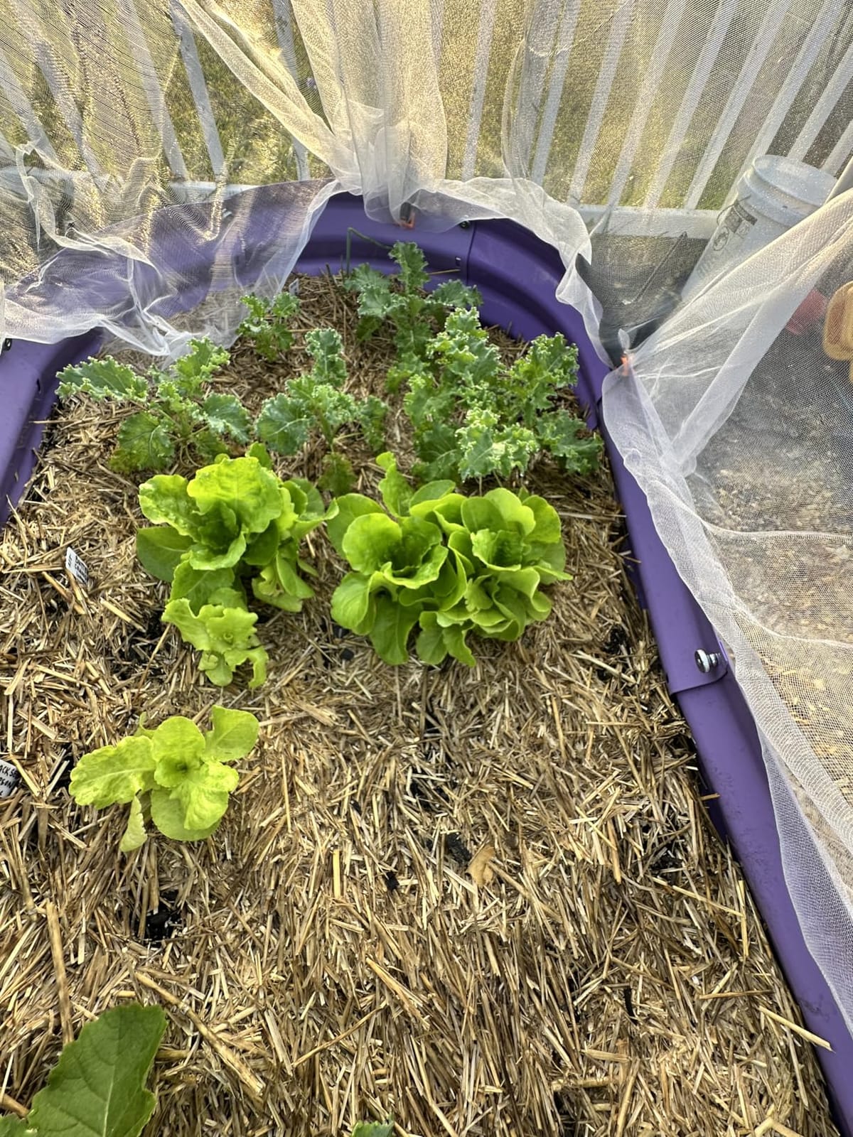NatureZ Edge Lettuce Seeds for Planting, 4 Popular Varieties Non-GMO Heirloom Seeds, Red Romaine, Bibb Butter, Black Seeded Simpson, Green Ice Lettuce, Romaine, Salad Lettuce, Hydroponic Garden, USA customer photo 1