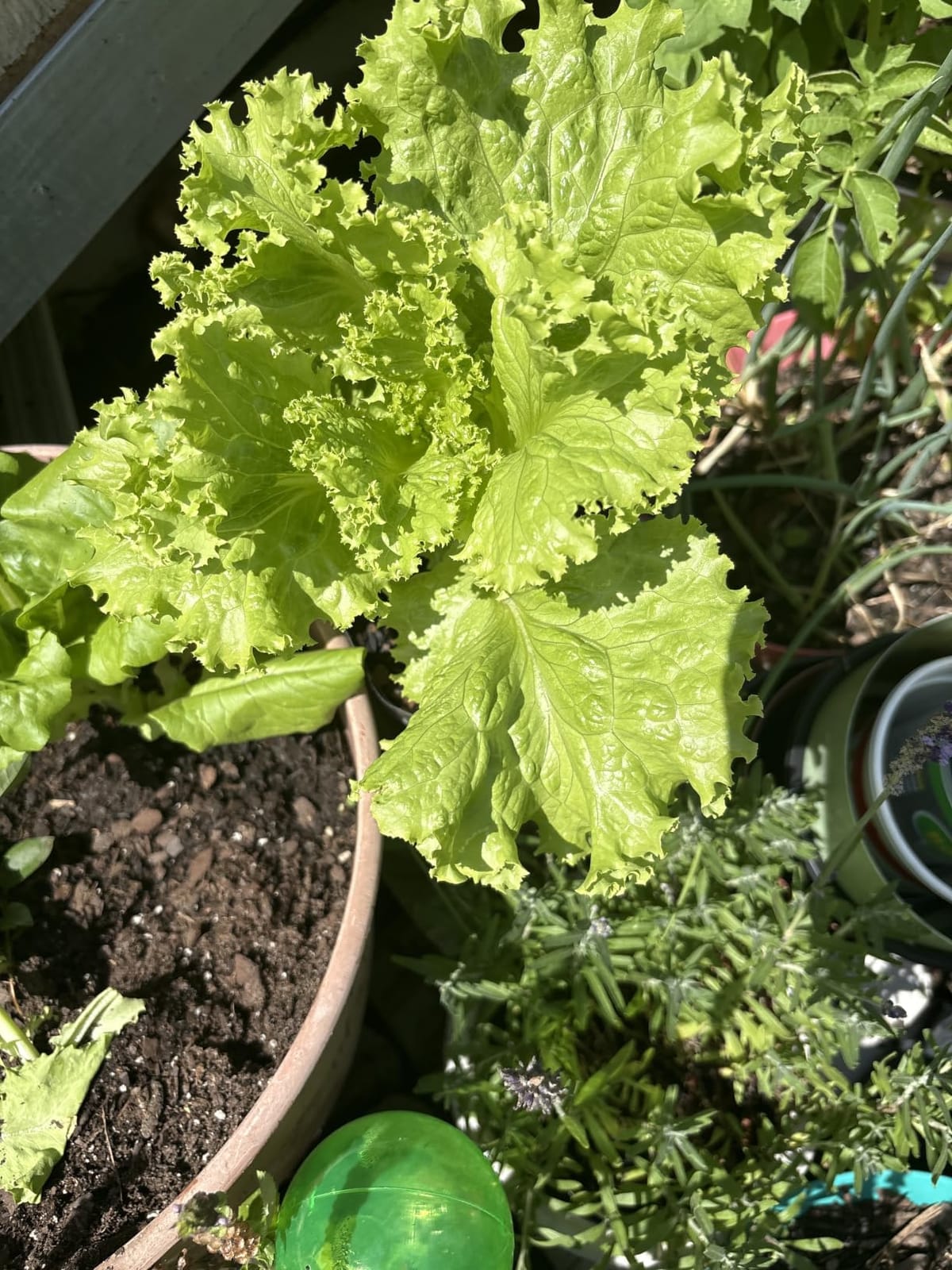 NatureZ Edge Lettuce Seeds for Planting, 4 Popular Varieties Non-GMO Heirloom Seeds, Red Romaine, Bibb Butter, Black Seeded Simpson, Green Ice Lettuce, Romaine, Salad Lettuce, Hydroponic Garden, USA customer photo 2