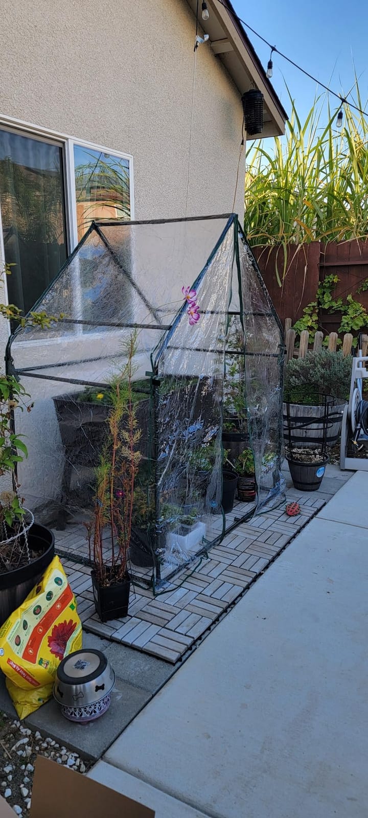 Gardzen Mini Greenhouse 36.2”(L) x36.2”(W) x42.5”(H) customer photo 2