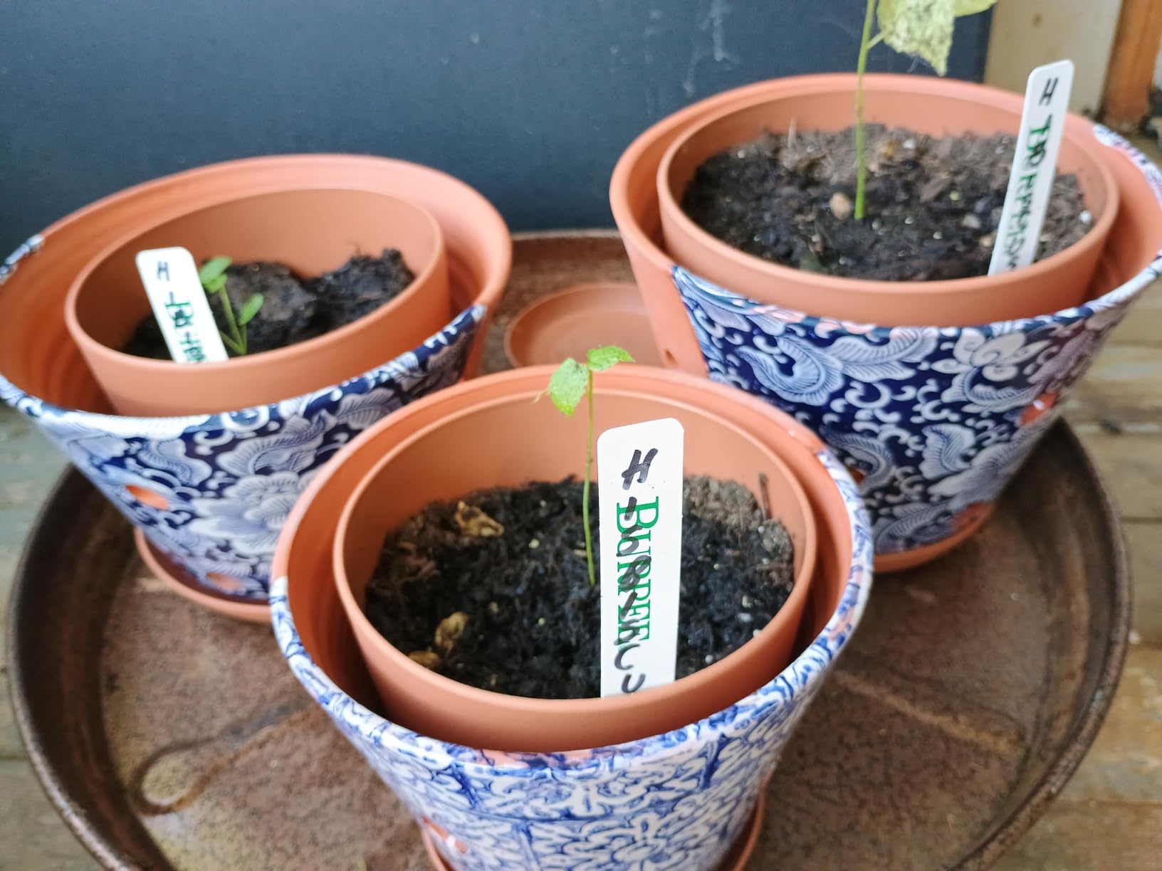 Plant Pots Indoor with Drainage, 5 Pack Multi-Size Planters Set, White | Drainage holes included Multiple sizes 7/6.6/6/5.3/4.8 In Indoor plants and flowers Durable plastic construction customer photo 2