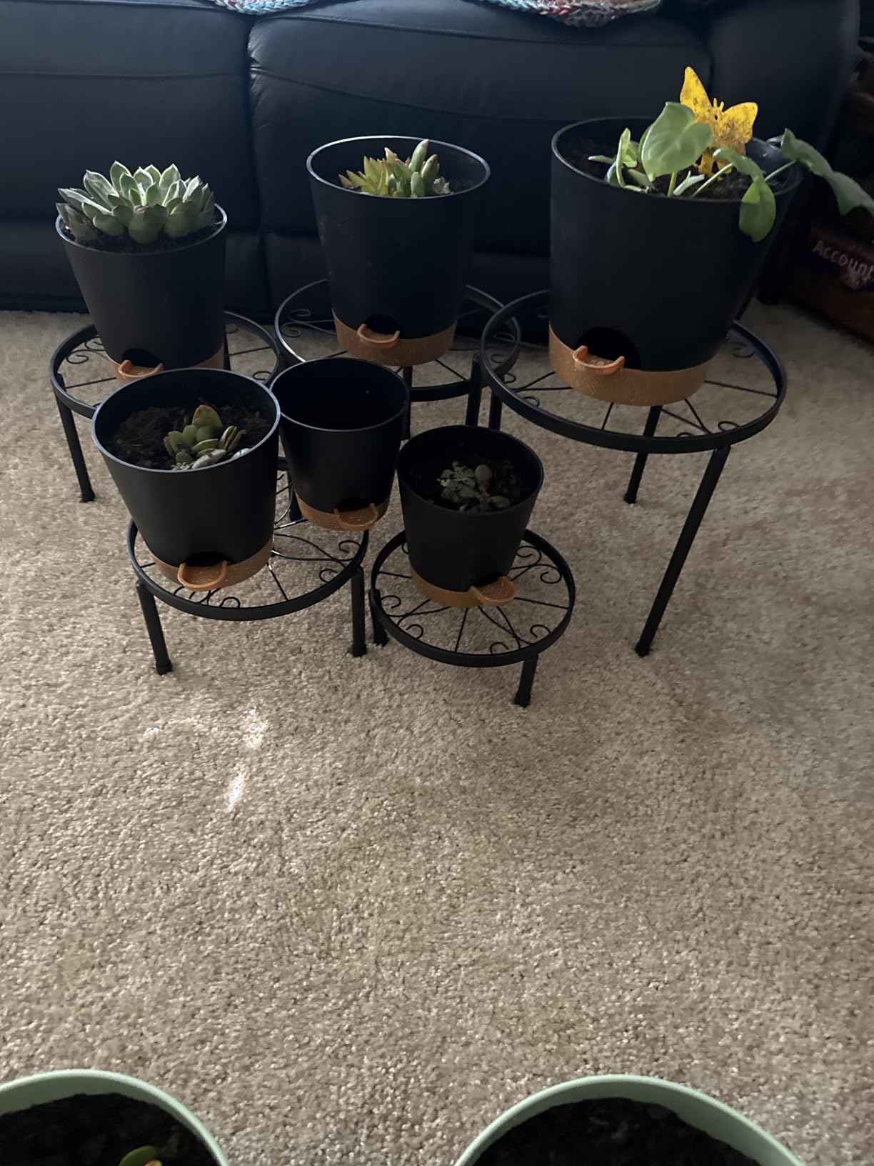 YNNICO Indoor Self Watering Planters with Drainage Holes and Saucers, 8, 7, 6.5, 6, 5.5, 5 Inches, Green, 6 Pots. customer photo 1