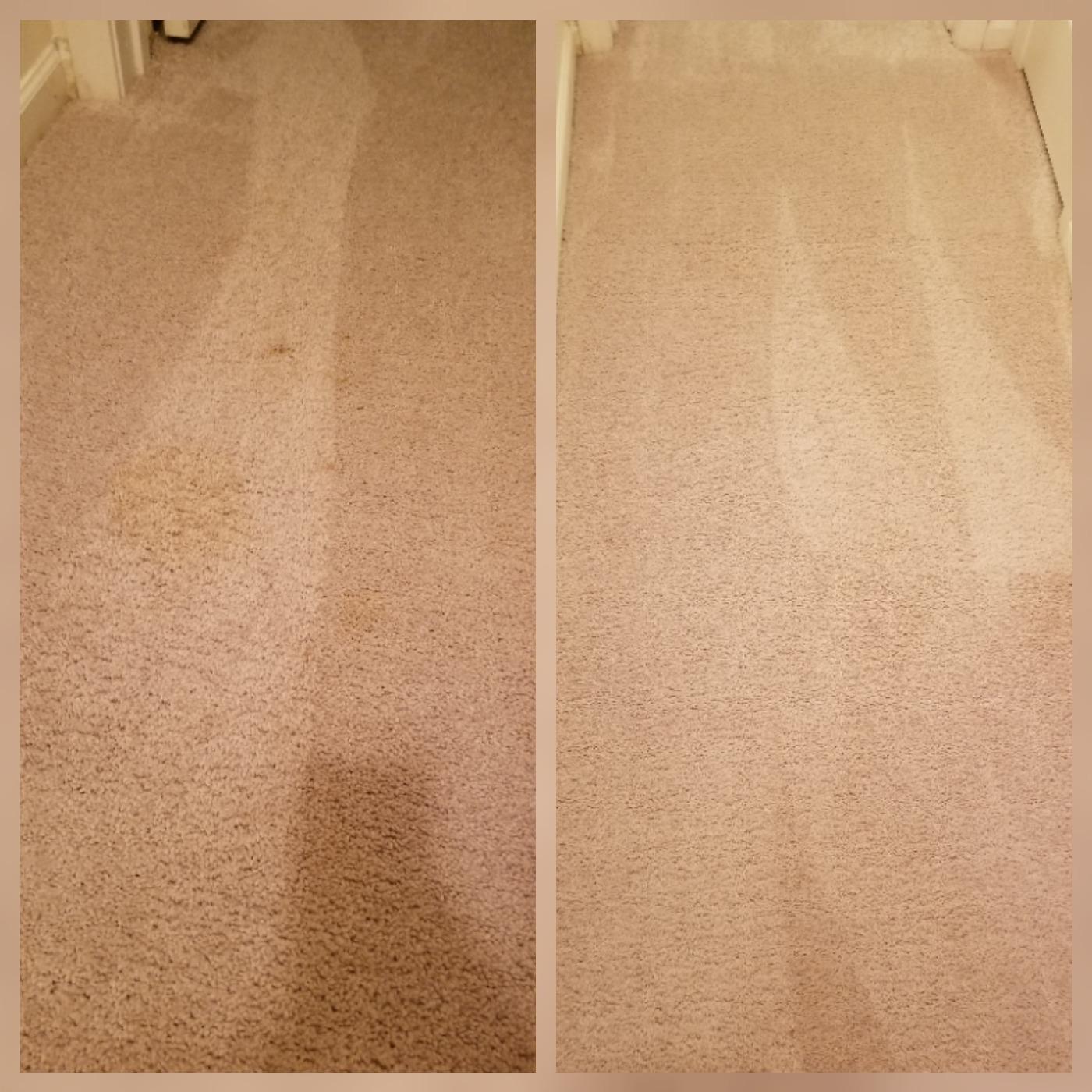 BISSELL Spotlifter Pet Carpet and Upholstery Cleaner with Brush Head - 4 Pack, 93523 customer photo 2