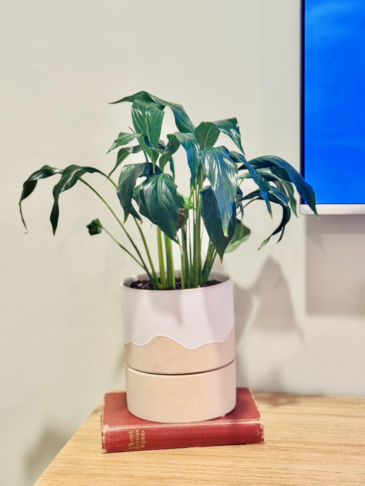 Nihow Ceramic Self Watering Plant Pot for Indoor Plants, 6 Inch, Cream White | Planter with Cotton Wick, Drainage Hole & Water Storage Plus, Cylinder Round Flower Pot, For Succulent/Herbs/Violets customer photo 2
