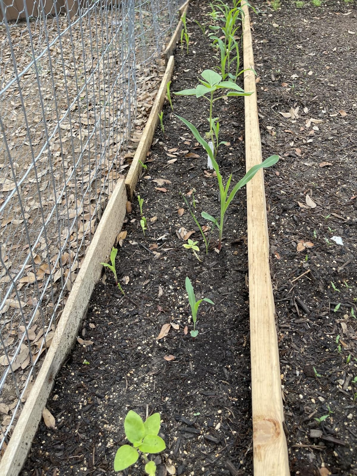 Sow Right Seeds - Hickory King White Field Corn Seed for Planting Garden | Plant non-GMO heirloom variety for outdoors home vegetable gardening customer photo 1