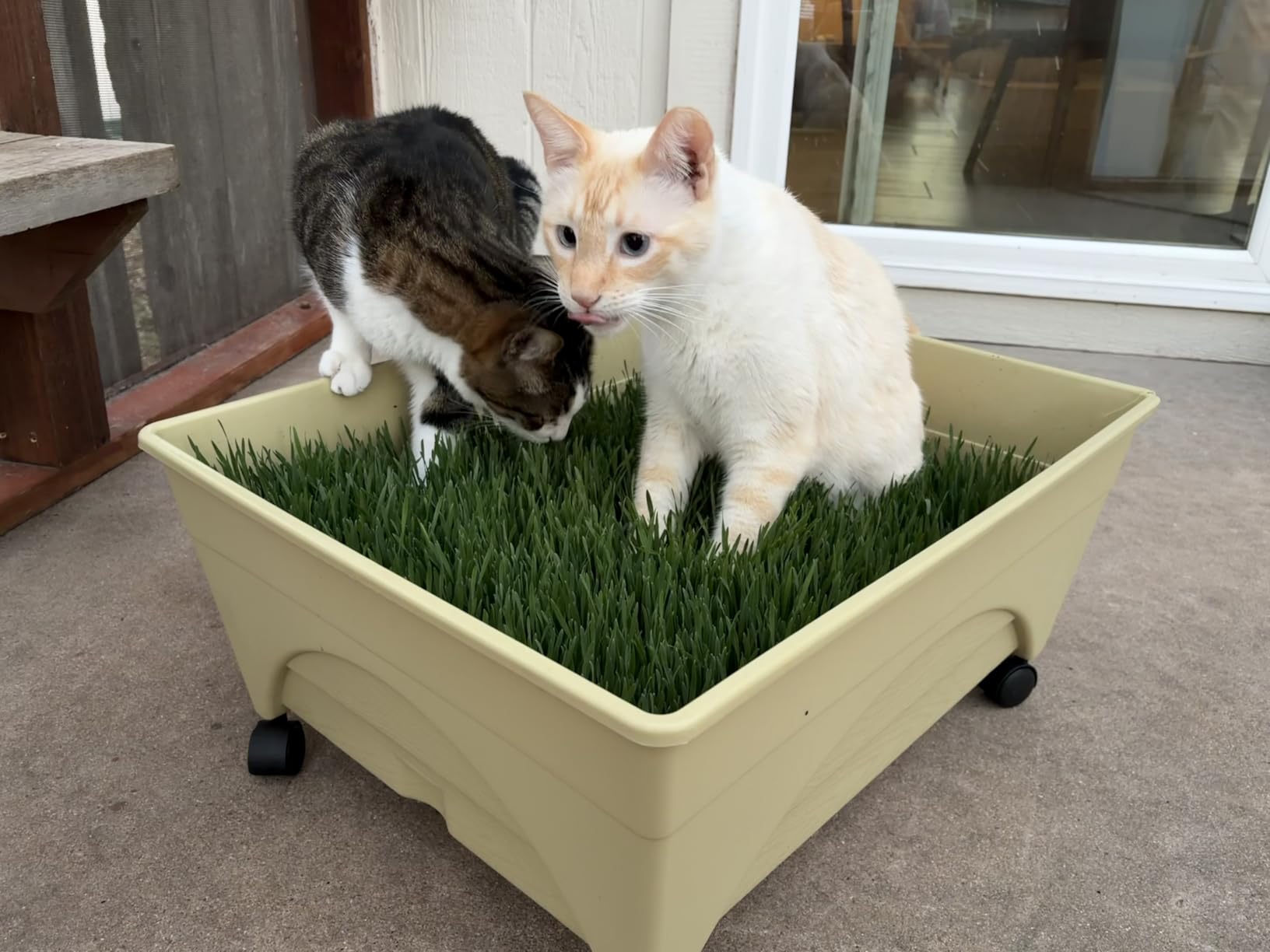 Emsco Group City Picker Raised Bed Grow Box – Self Watering and Improved Aeration – Mobile Unit with Casters customer photo 2
