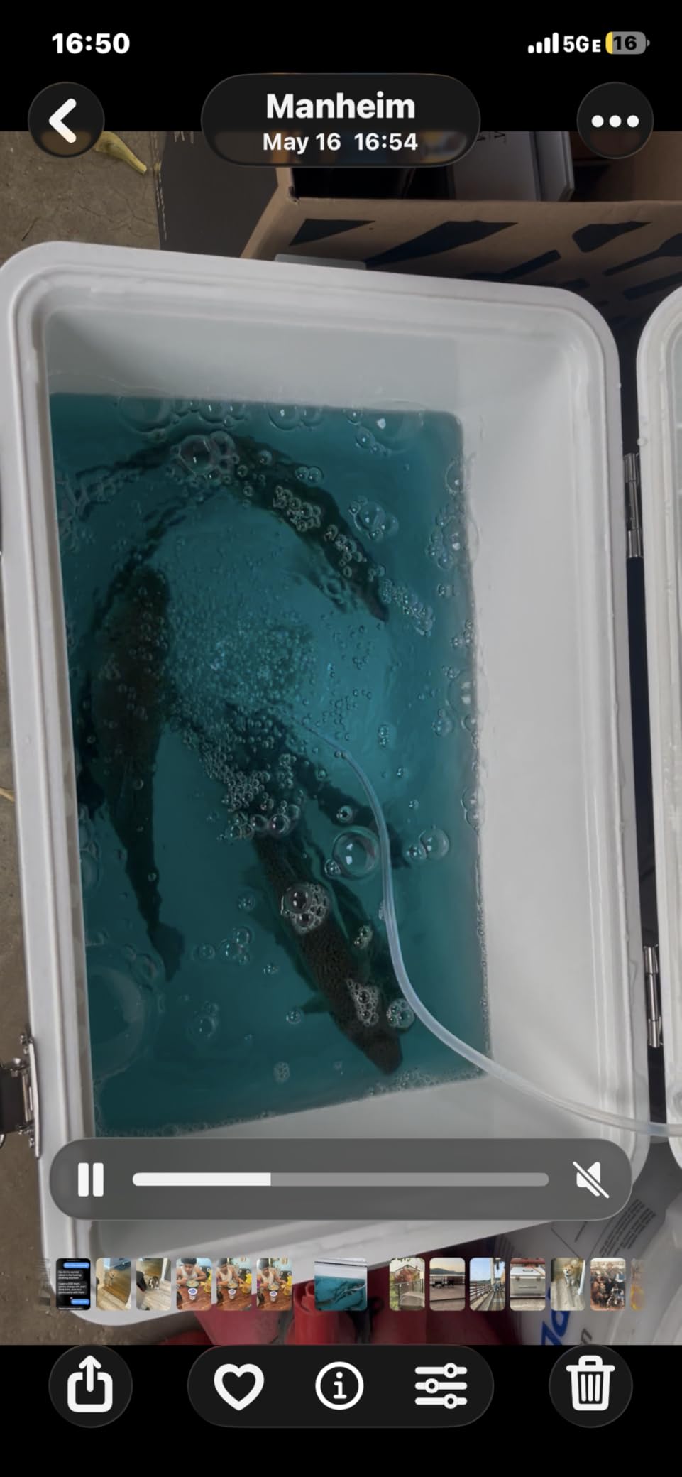ENGEL Live Bait Cooler PRO for Fishing - Portable Minnow and Bait Bucket with Lithium-Ion Rechargeable Aerator customer photo 1