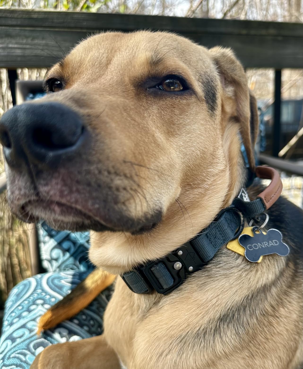 MADE TO ROAM Control Dog Collar | Leather Handle & Heavy Duty Metal Buckle | Premium adjustable collar with vegan leather handle. Fits medium to large dogs. 15 colors. customer photo 1