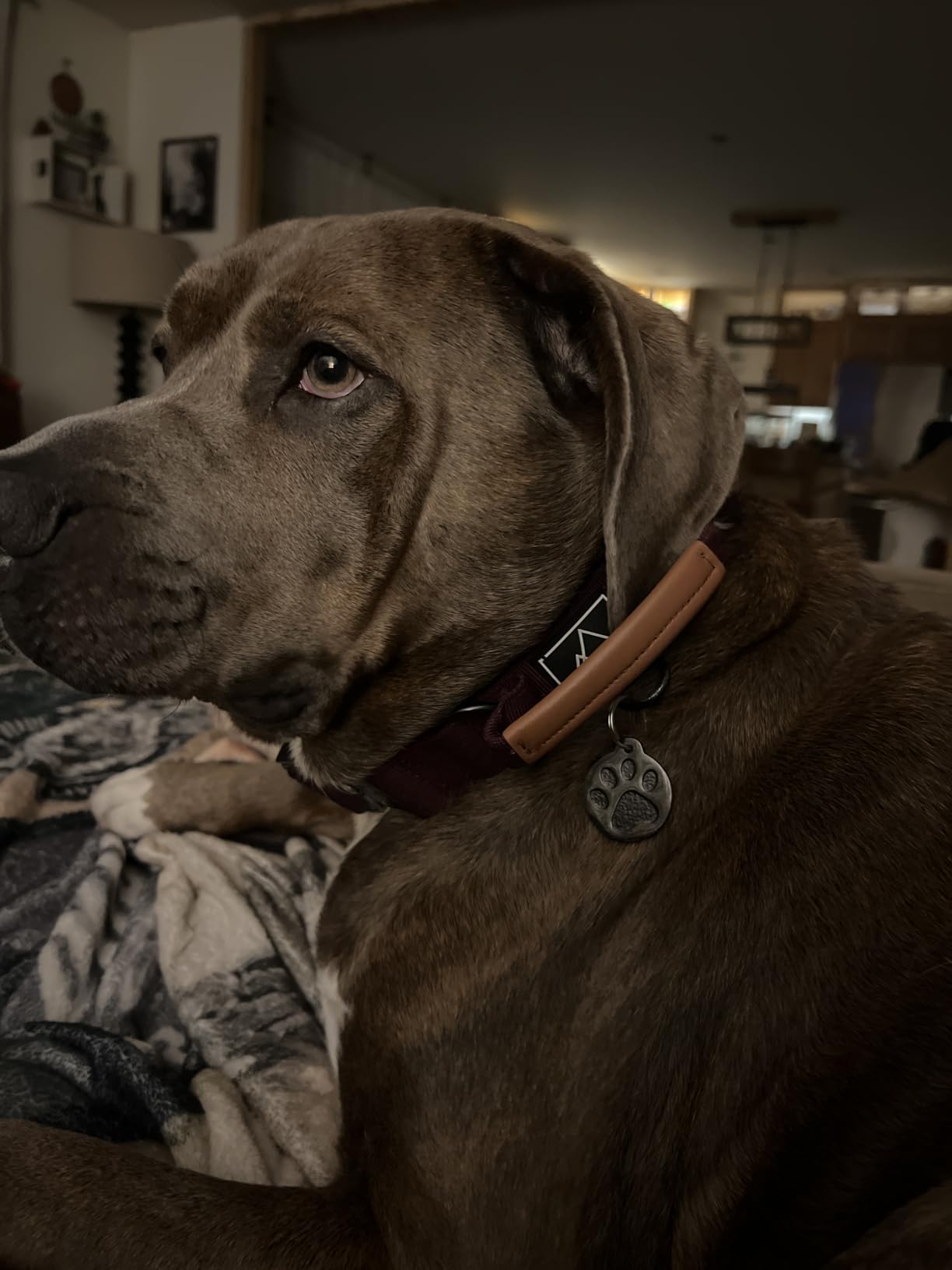 MADE TO ROAM Control Dog Collar | Leather Handle & Heavy Duty Metal Buckle | Premium adjustable collar with vegan leather handle. Fits medium to large dogs. 15 colors. customer photo 2
