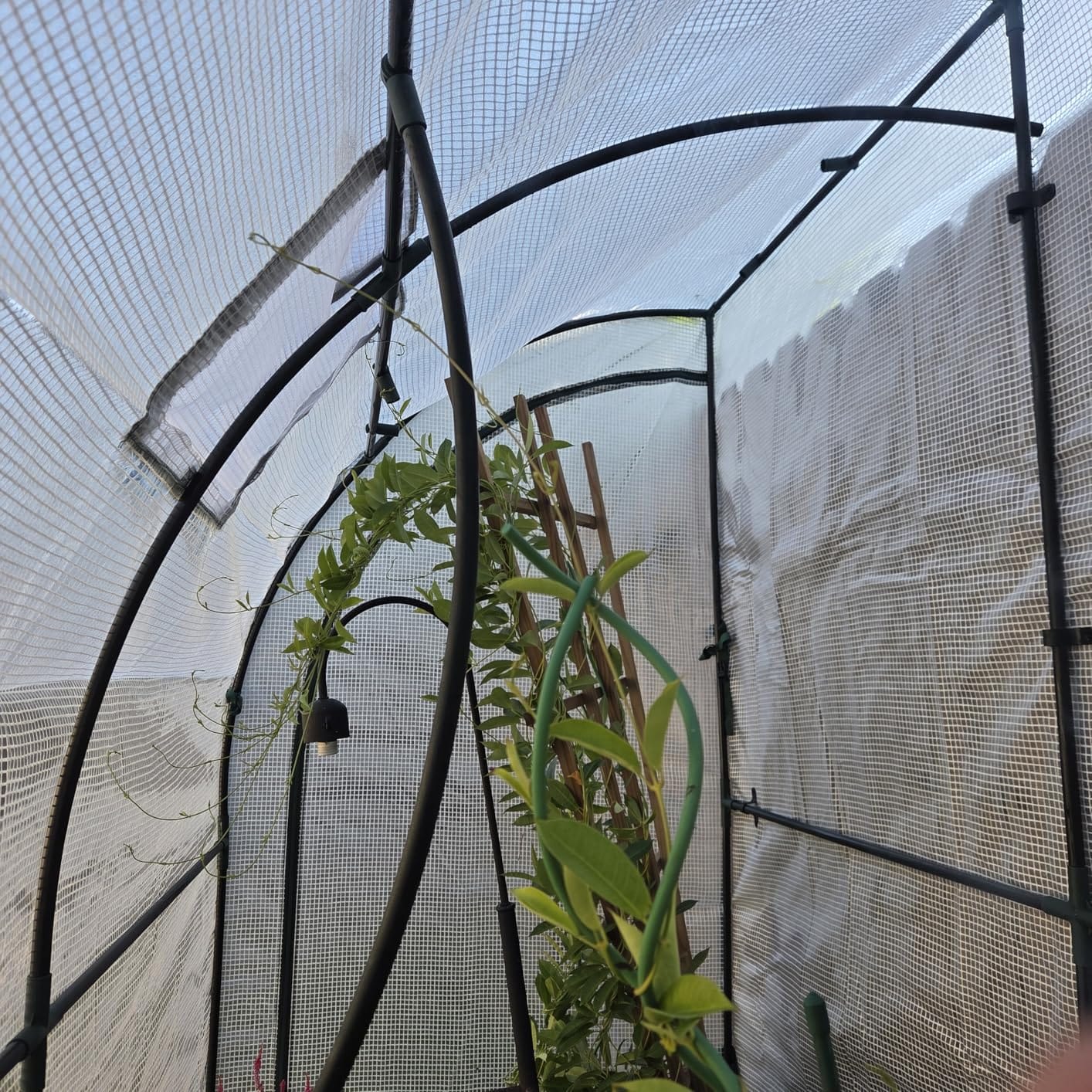 Lean to Greenhouse for Outdoors: Ohuhu Portable Tomato Green House Heavy Duty with Roll-Up Zippered Door, Tall Plastic Greenhouses for Outside Winter Plants Growing Shed for Backyard, 6.6x2.5x5.6 FT customer photo 2