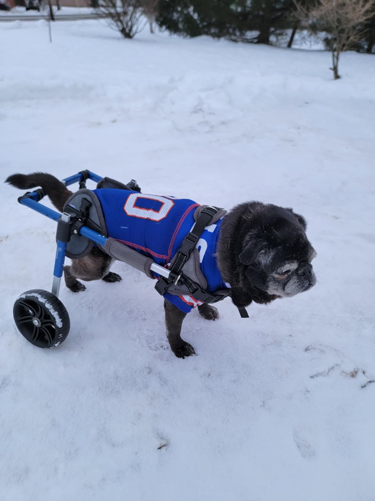Dog Wheelchair for Back Legs with Upgraded All-Terrain Tires & Durable Bearings, Adjustable Dog Wheelchair for 9