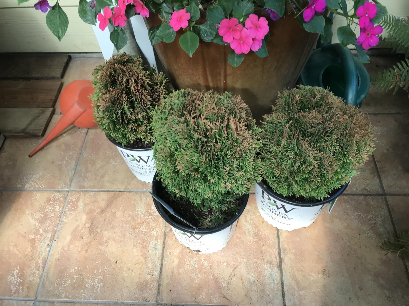 Proven Winners 2 Gal. Tater Tot Arborvitae Shrub customer photo 1