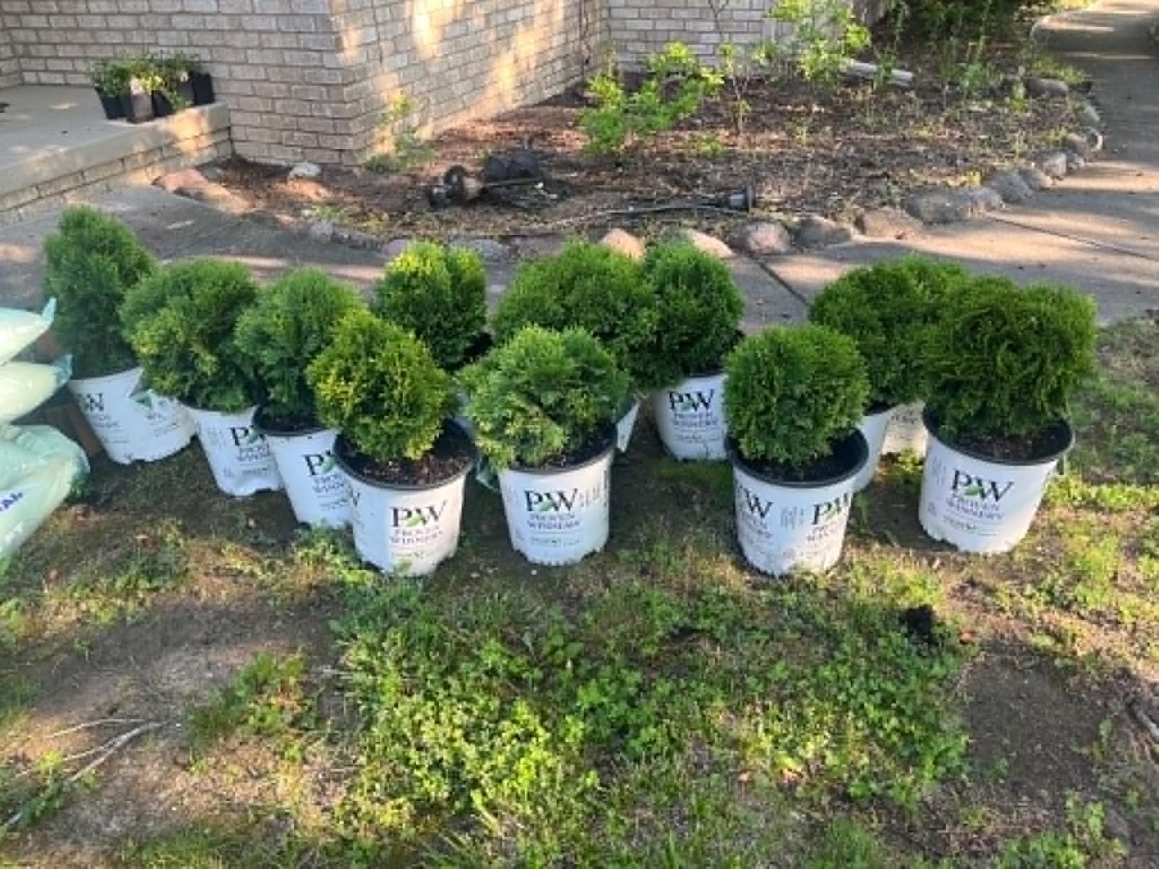 Proven Winners 2 Gal. Tater Tot Arborvitae Shrub customer photo 2