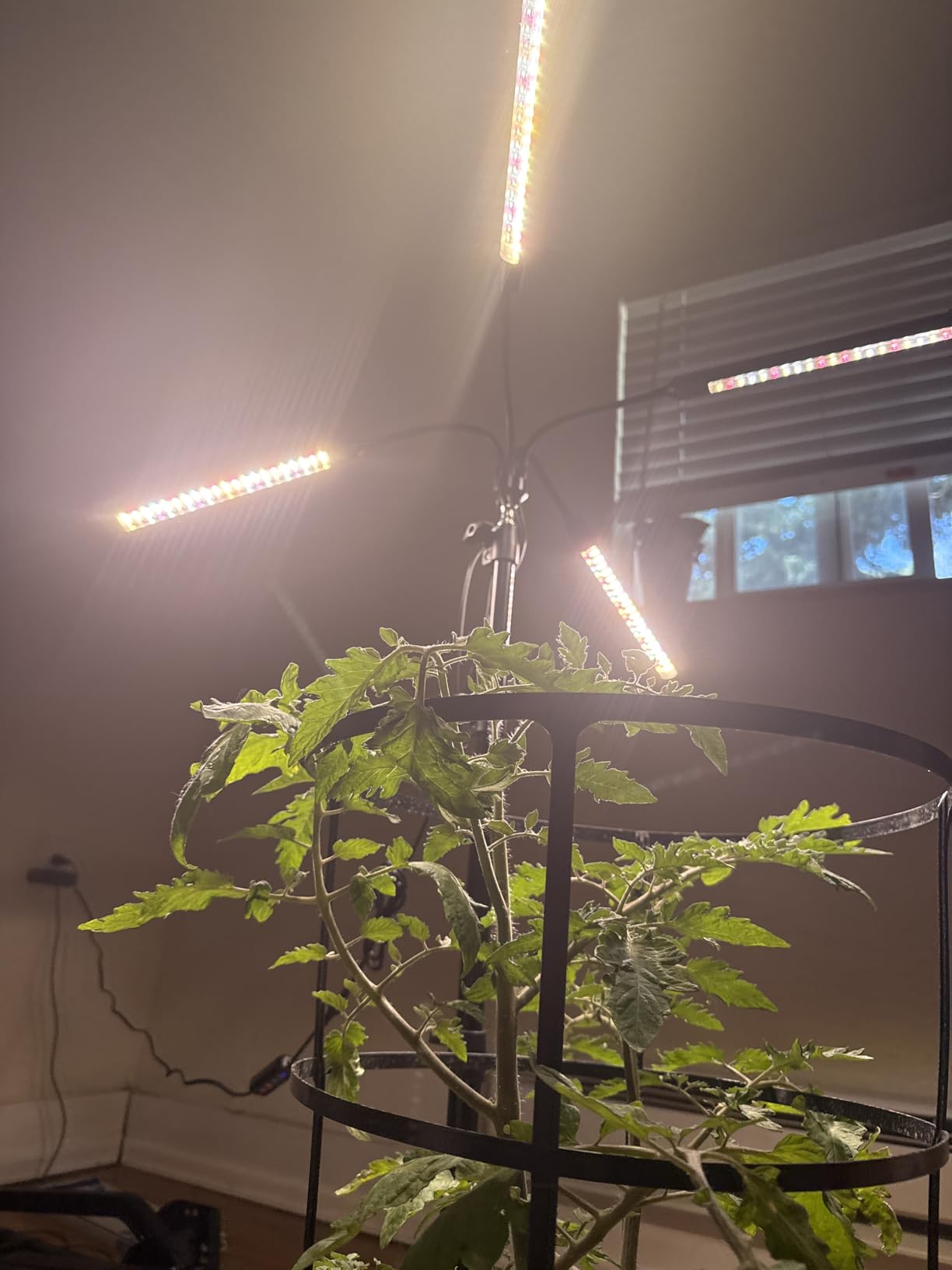 36W Grow Light with Stand for Bonsai Tree Tall Plants | Standing Tall Plant Light, 4/8/12/16/20H Timer, 24