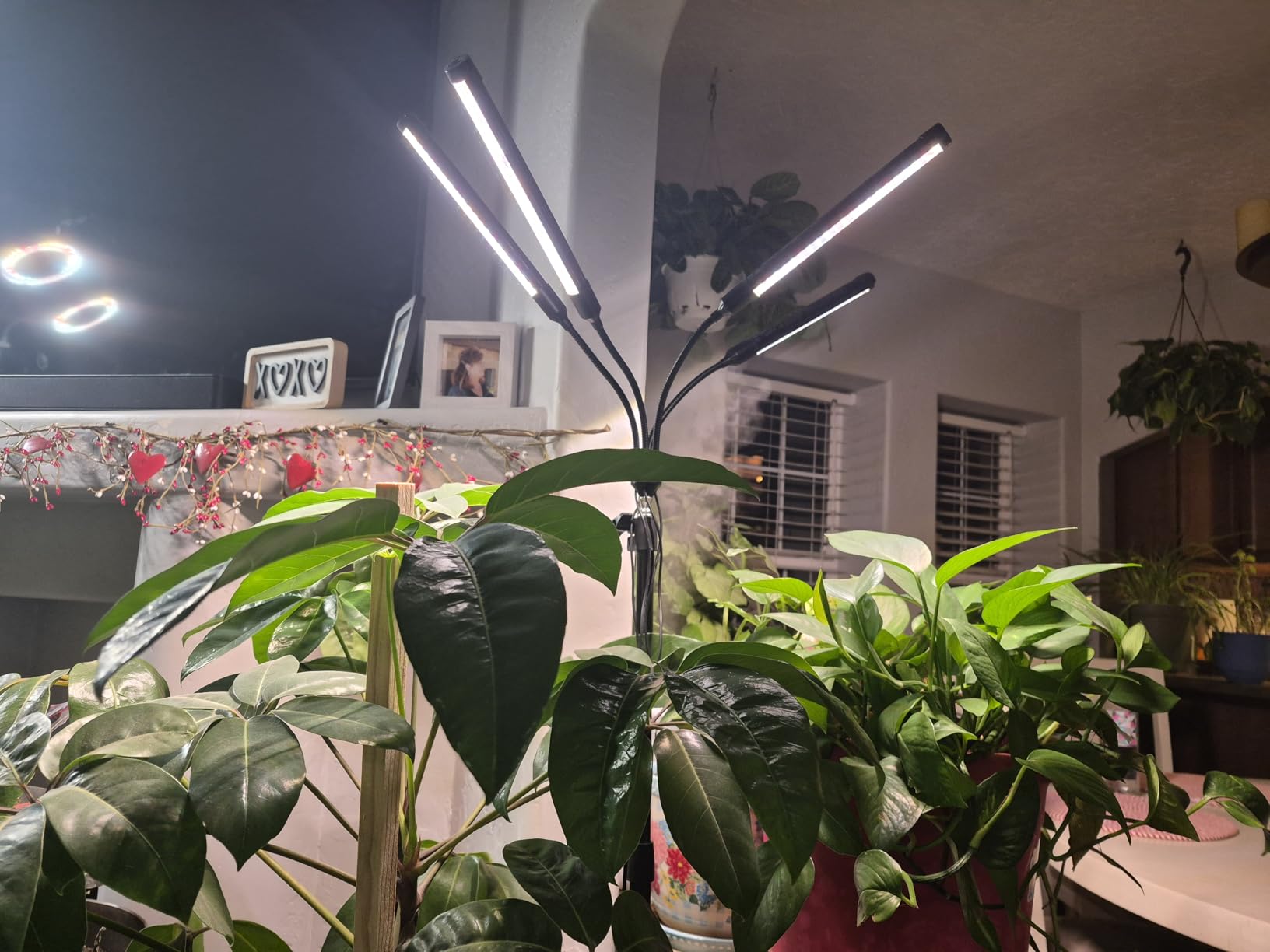 36W Grow Light with Stand for Bonsai Tree Tall Plants | Standing Tall Plant Light, 4/8/12/16/20H Timer, 24