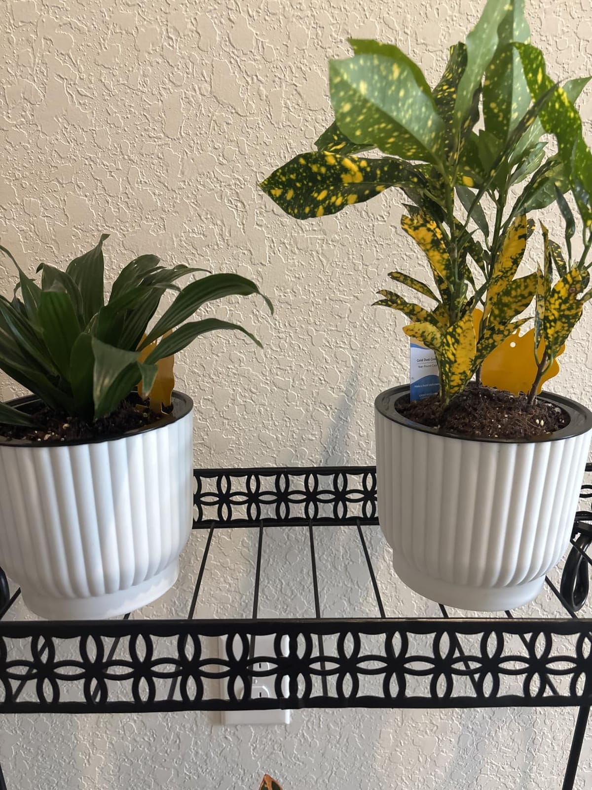 T4U Self Watering Pots for Indoor Plants, 6 Inch 6 Pack Planter Gray customer photo 1