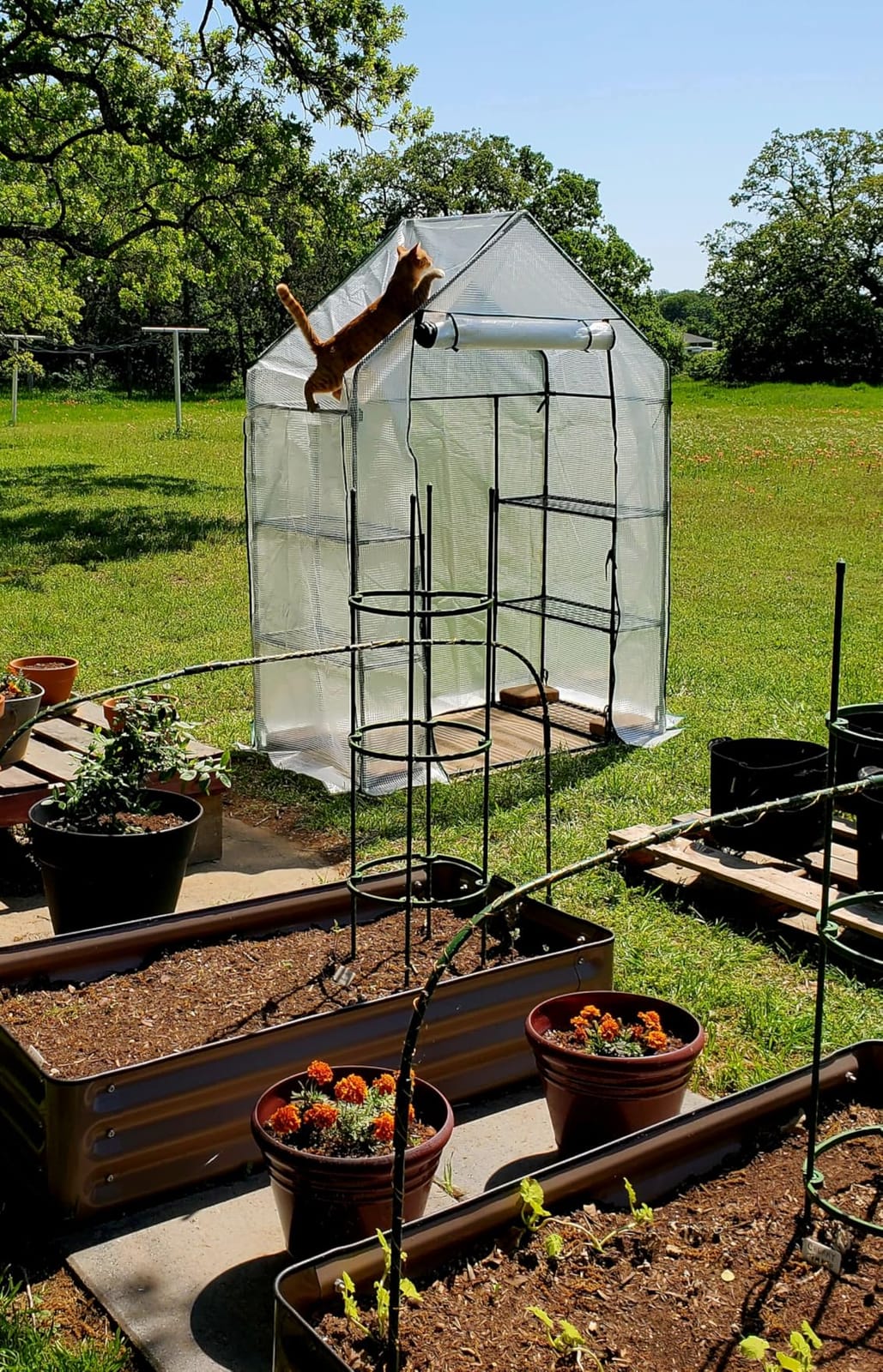 Heyfurni Walk in Greenhouse with Shelves,Walk-in Plant Green House with Durable Green PE Cover, 3 Tiers 6 Shelves Stands with Ground Pegs & Ropes for Stability, 56