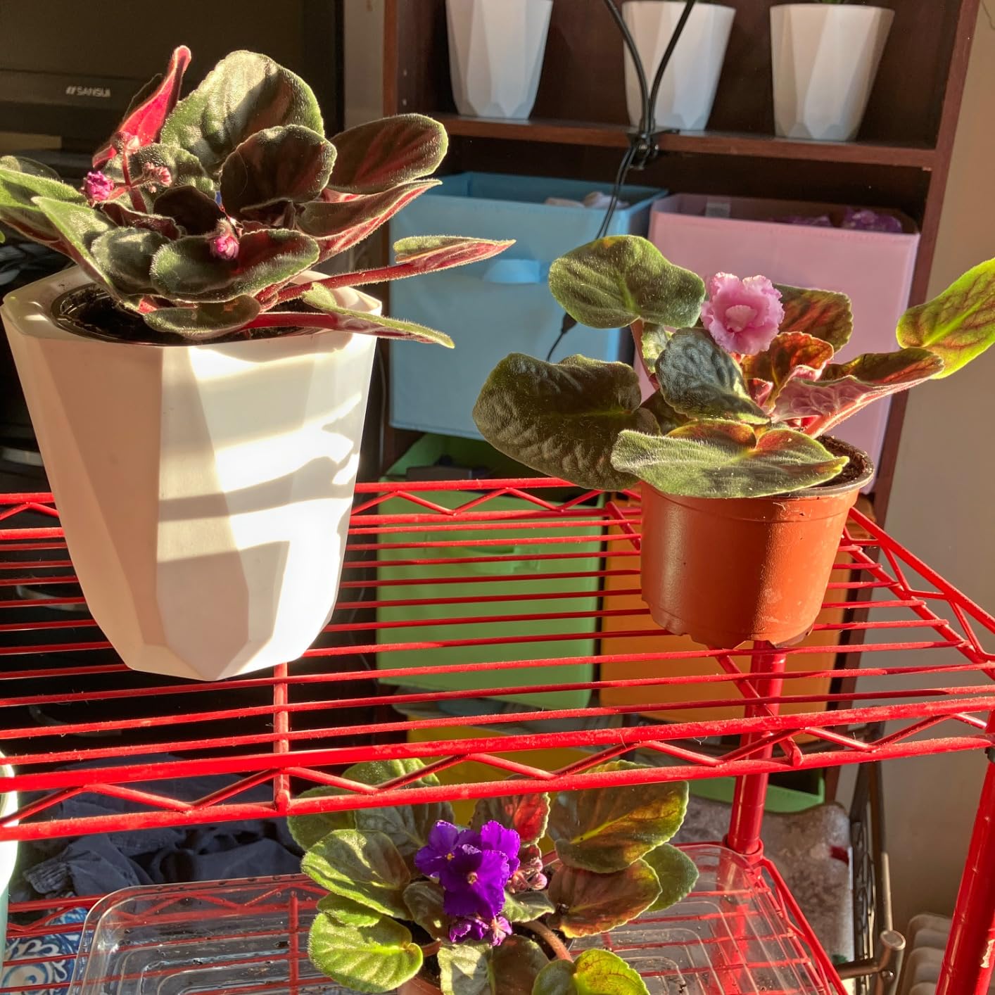La Costa Plants 3-Pack Live African Violet Plants in 4-Inch Pots – Assorted Colors, Indoor Blooming Houseplants for Home, Office, or Gift customer photo 1