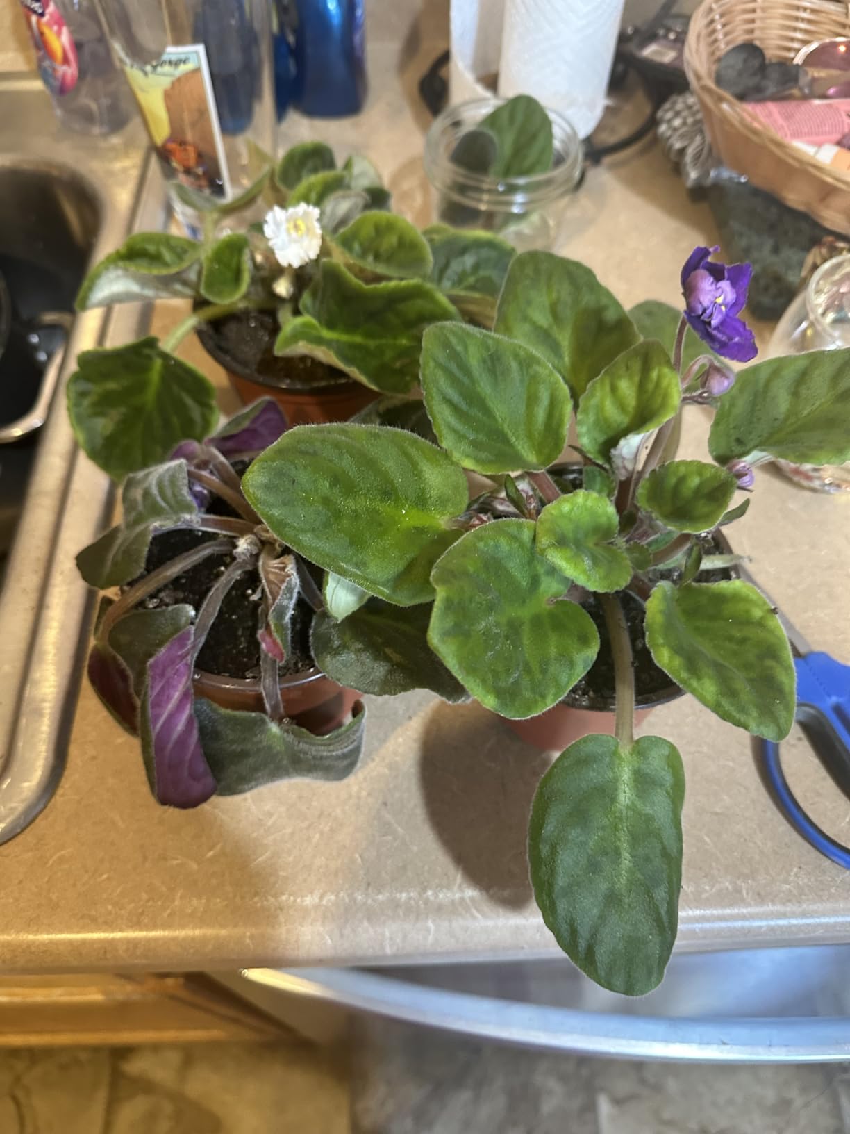 La Costa Plants 3-Pack Live African Violet Plants in 4-Inch Pots – Assorted Colors, Indoor Blooming Houseplants for Home, Office, or Gift customer photo 2