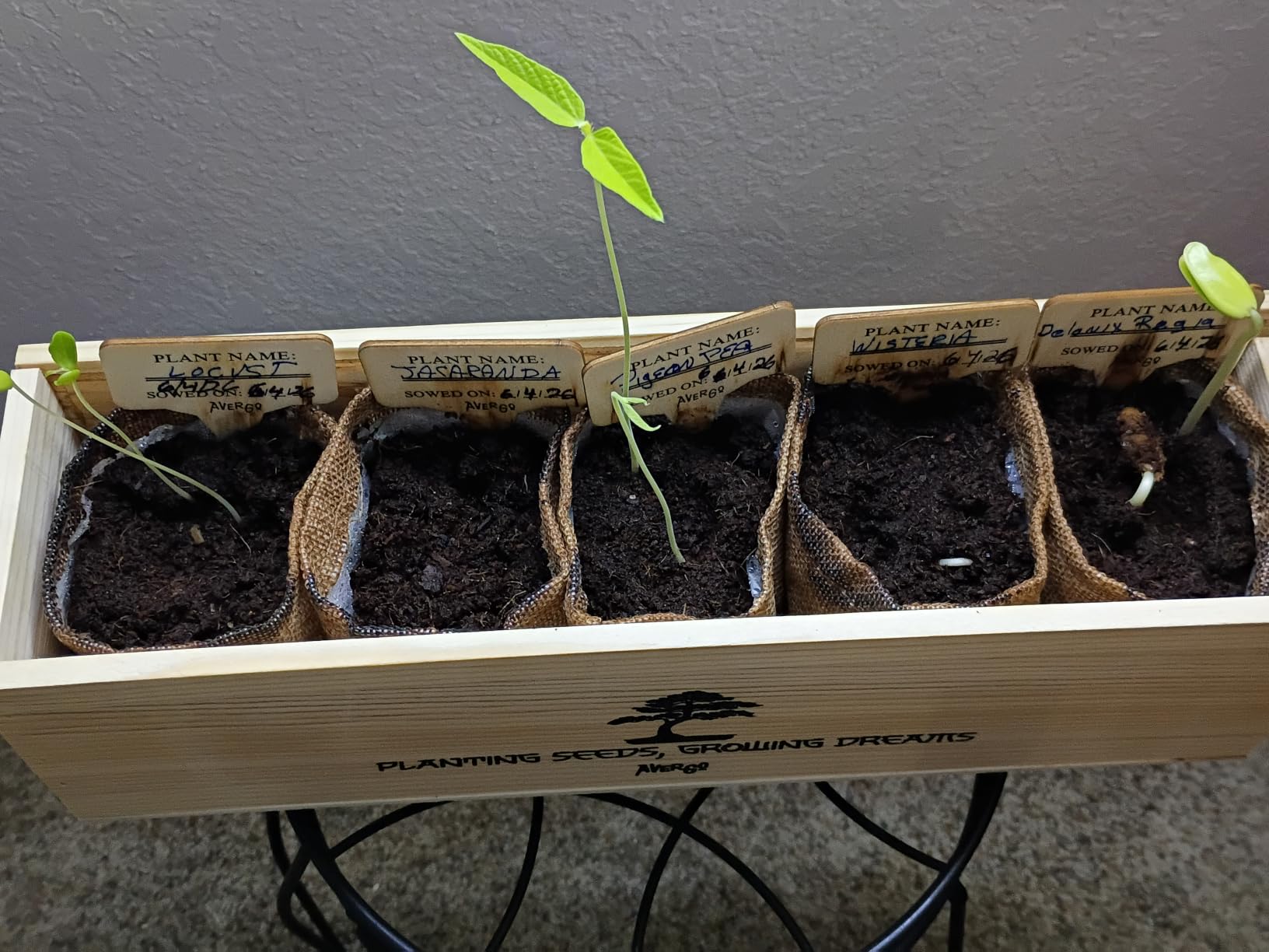 Bonsai Tree Kit Classic - Growing 5 Unique Japanese Bonzai Trees | Complete Indoor Bonsai Starter Kits for Growing Trees - Plant Lovers Gifts for Women & Men customer photo 1
