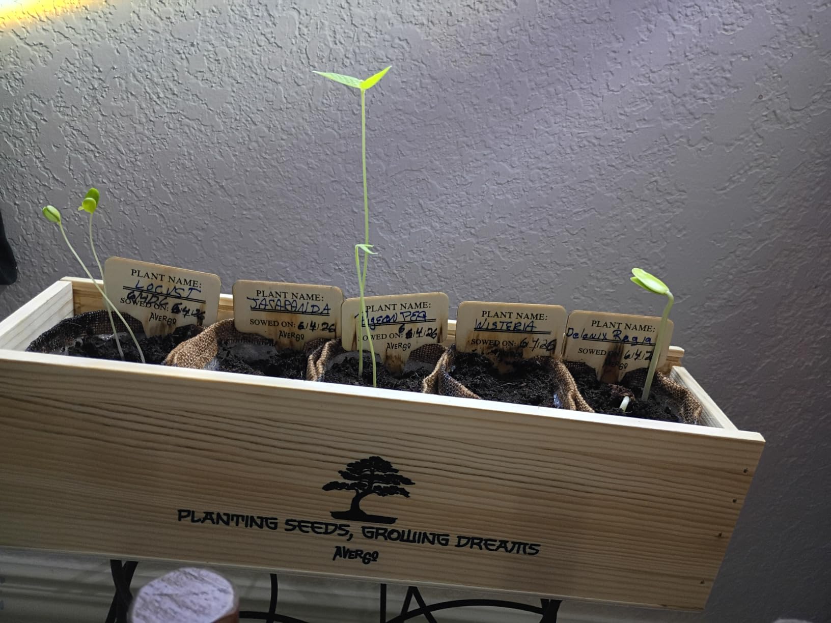 Bonsai Tree Kit Classic - Growing 5 Unique Japanese Bonzai Trees | Complete Indoor Bonsai Starter Kits for Growing Trees - Plant Lovers Gifts for Women & Men customer photo 2
