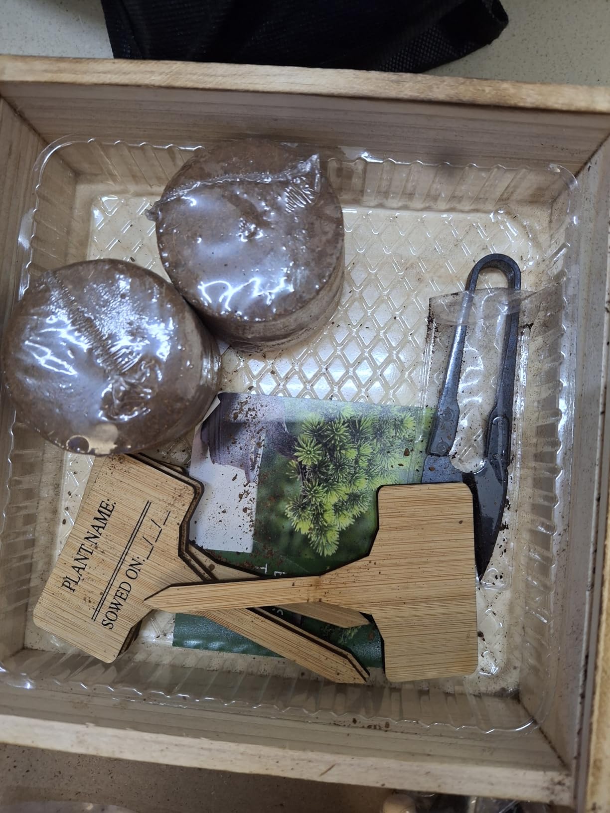 Bonsai Tree Starter Kit for Beginners - Indoor Live Plant Gardening Adult Craft DIY Kits - Unique Christmas, Birthday, White Elephant Gifts for Women, Men, Boys & Girls customer photo 1