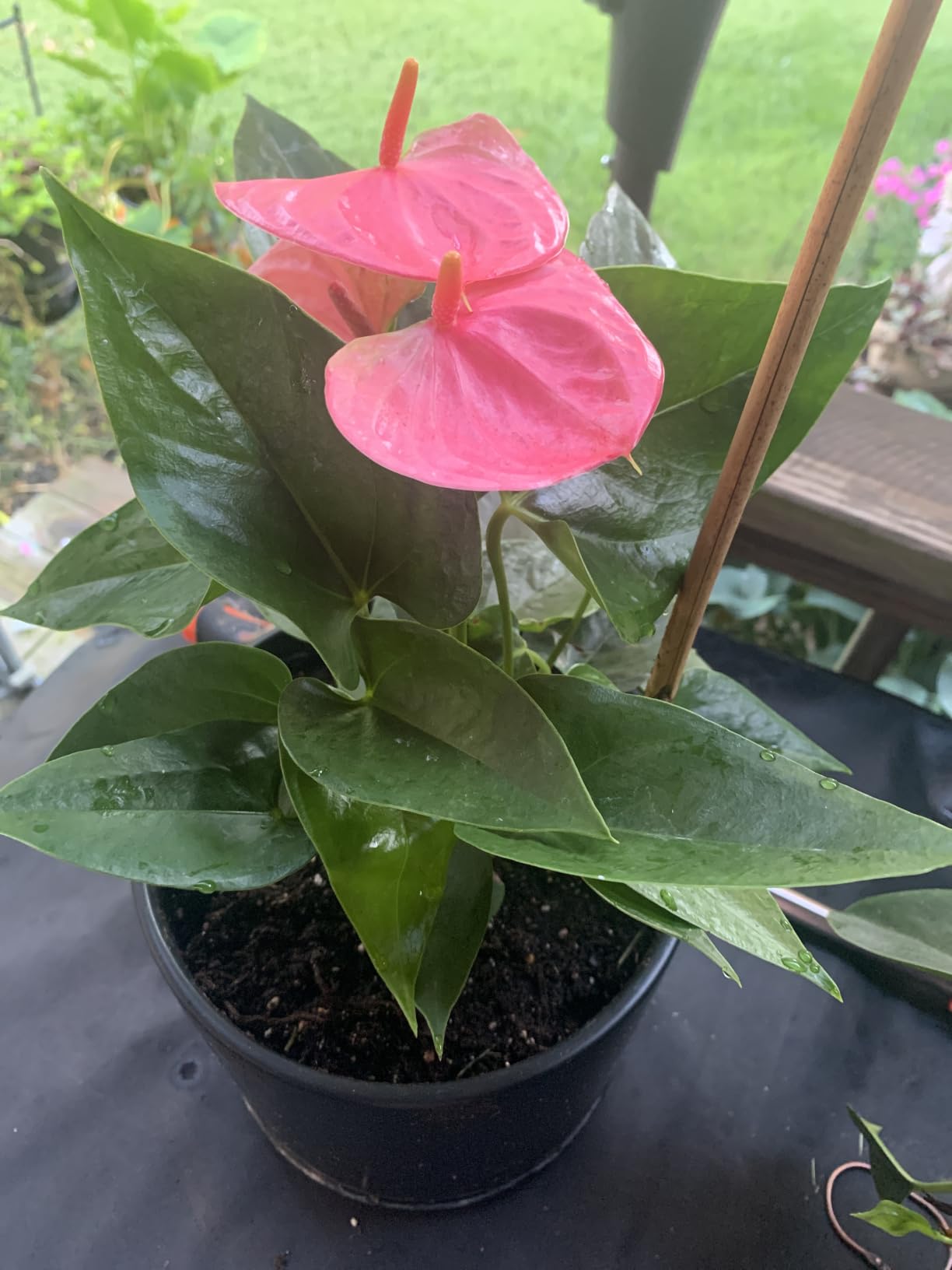 Pink Anthurium Live Plant (Approx. 13-16