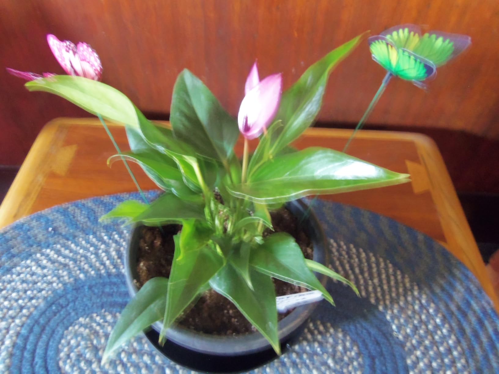 Pink Anthurium Live Plant (Approx. 13-16