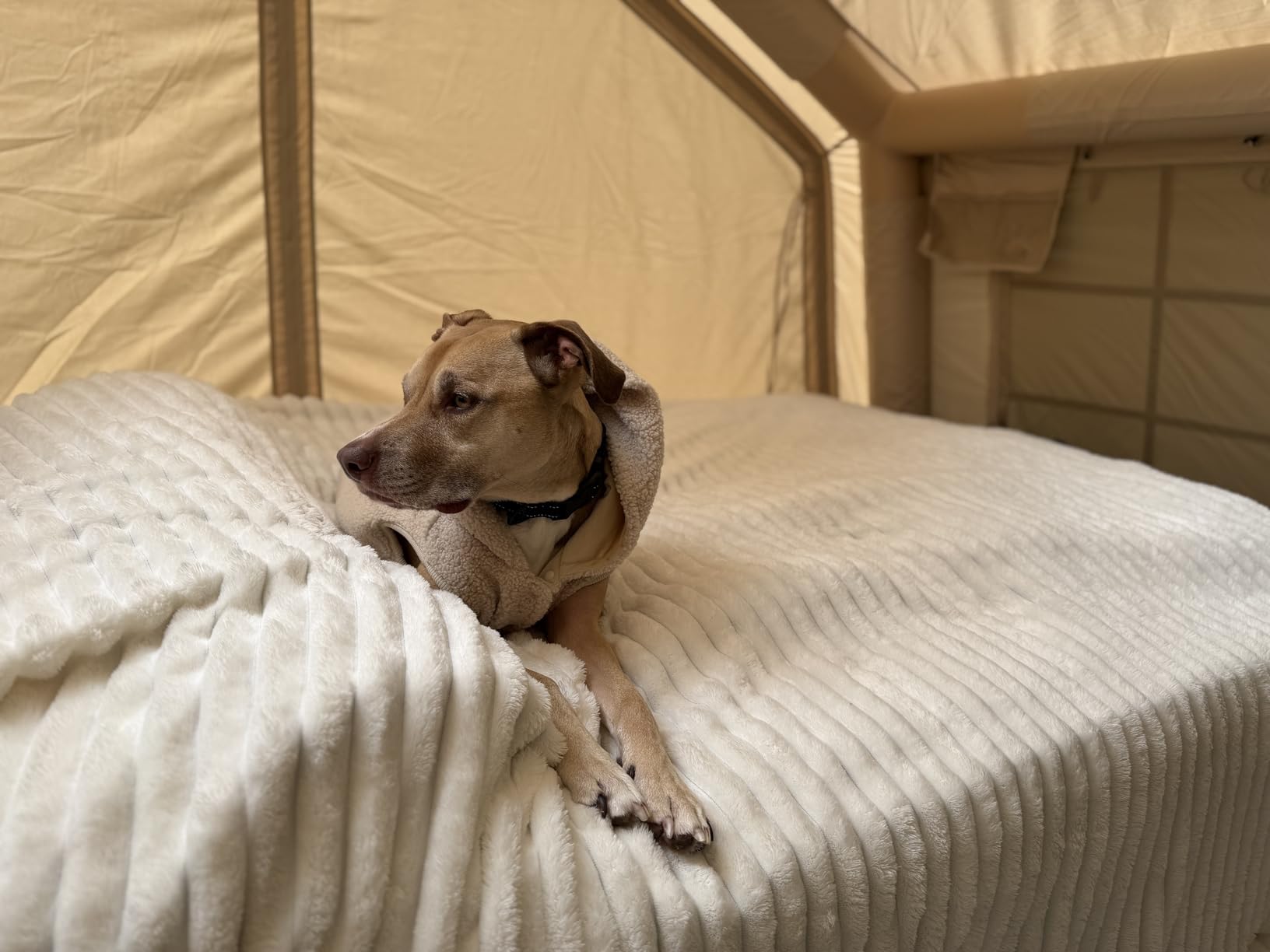 ONETIGRIS SUPRANUBIS Camping Cot, High/Low Options, Sturdy Support 330lbs customer photo 1
