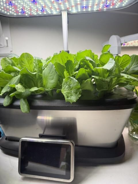 20,000+ Lettuce Seeds 10 Varieties of Fresh Salad Greens customer photo 1
