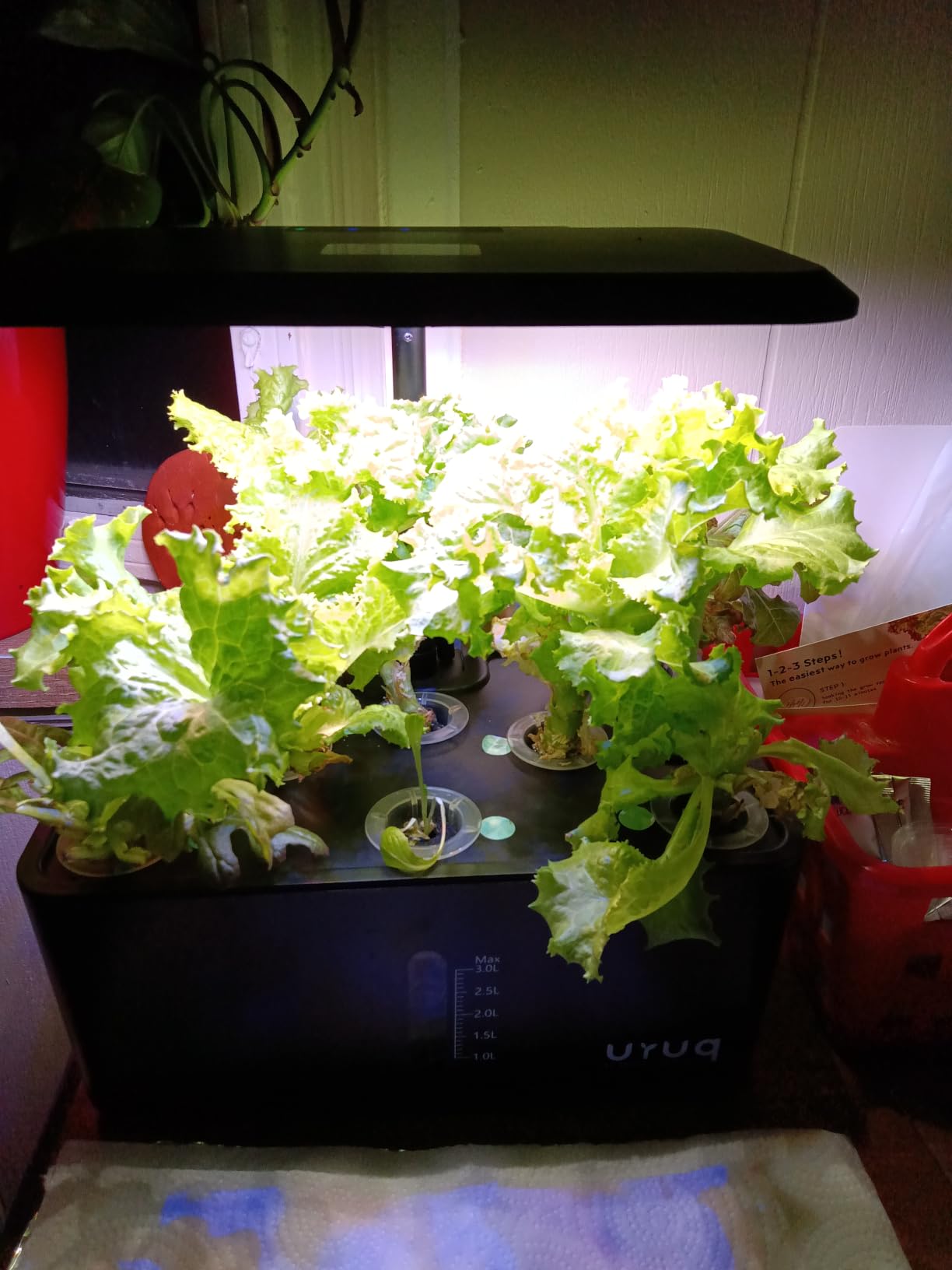 20,000+ Lettuce Seeds 10 Varieties of Fresh Salad Greens customer photo 2