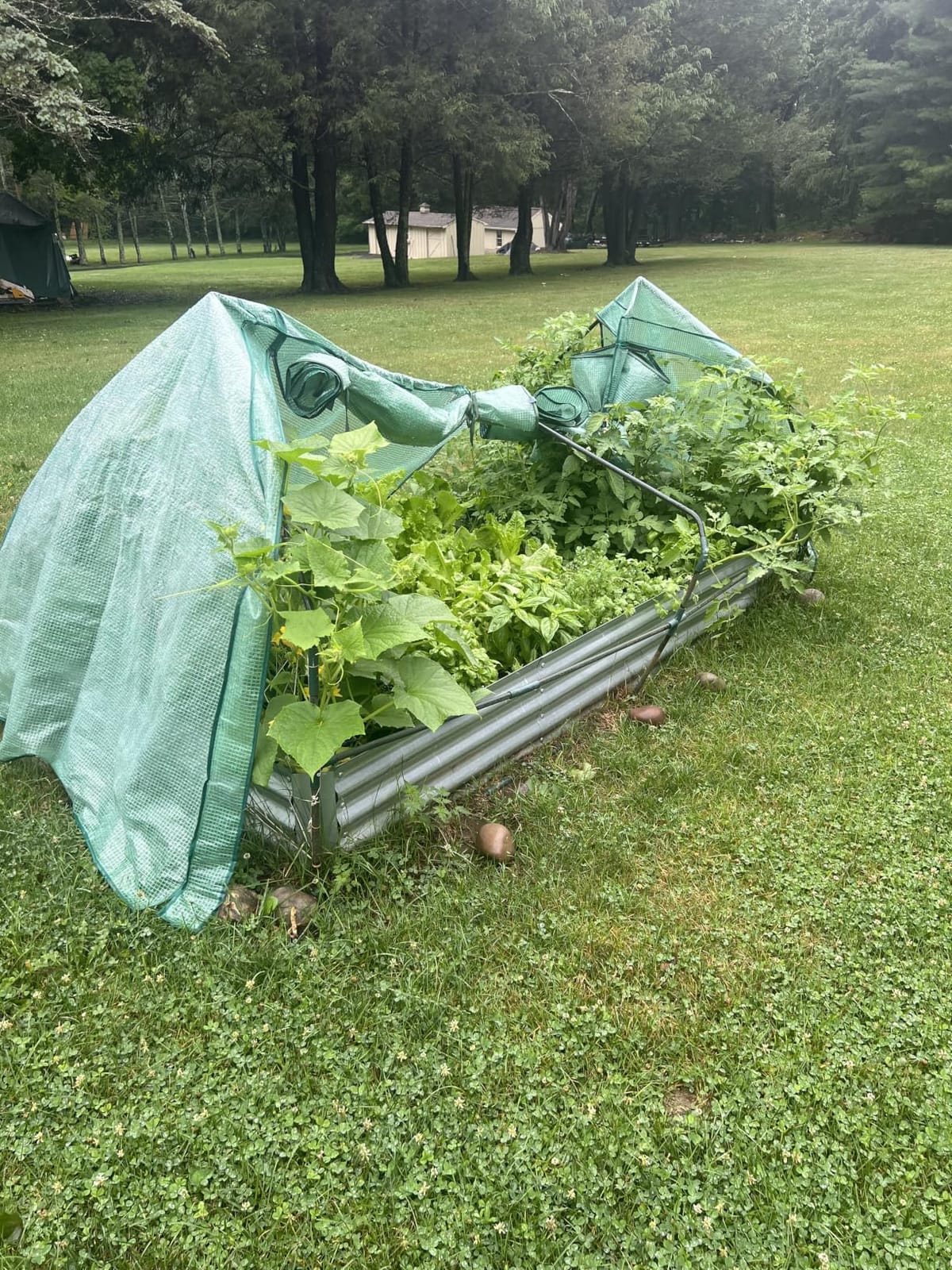 Ohuhu 8x4x1 FT Raised Garden Bed Outdoor with Cover, 3-in-1 Gardening Set | PE Greenhouse Cover, 4 Doors for Ventilation, Galvanized Metal Planter Box for Vegetable Flower Herb Succulent customer photo 2