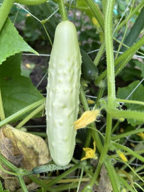 HOME GROWN Golden Bantam Sweet Corn Seeds, 100+ Seeds, Zea mays | High Germination, Heirloom, Non-GMO | 100+ Seeds, Yellow Kernel | Corn on the Cob | Early Summer Harvest, Easy to Grow Garden customer photo 2