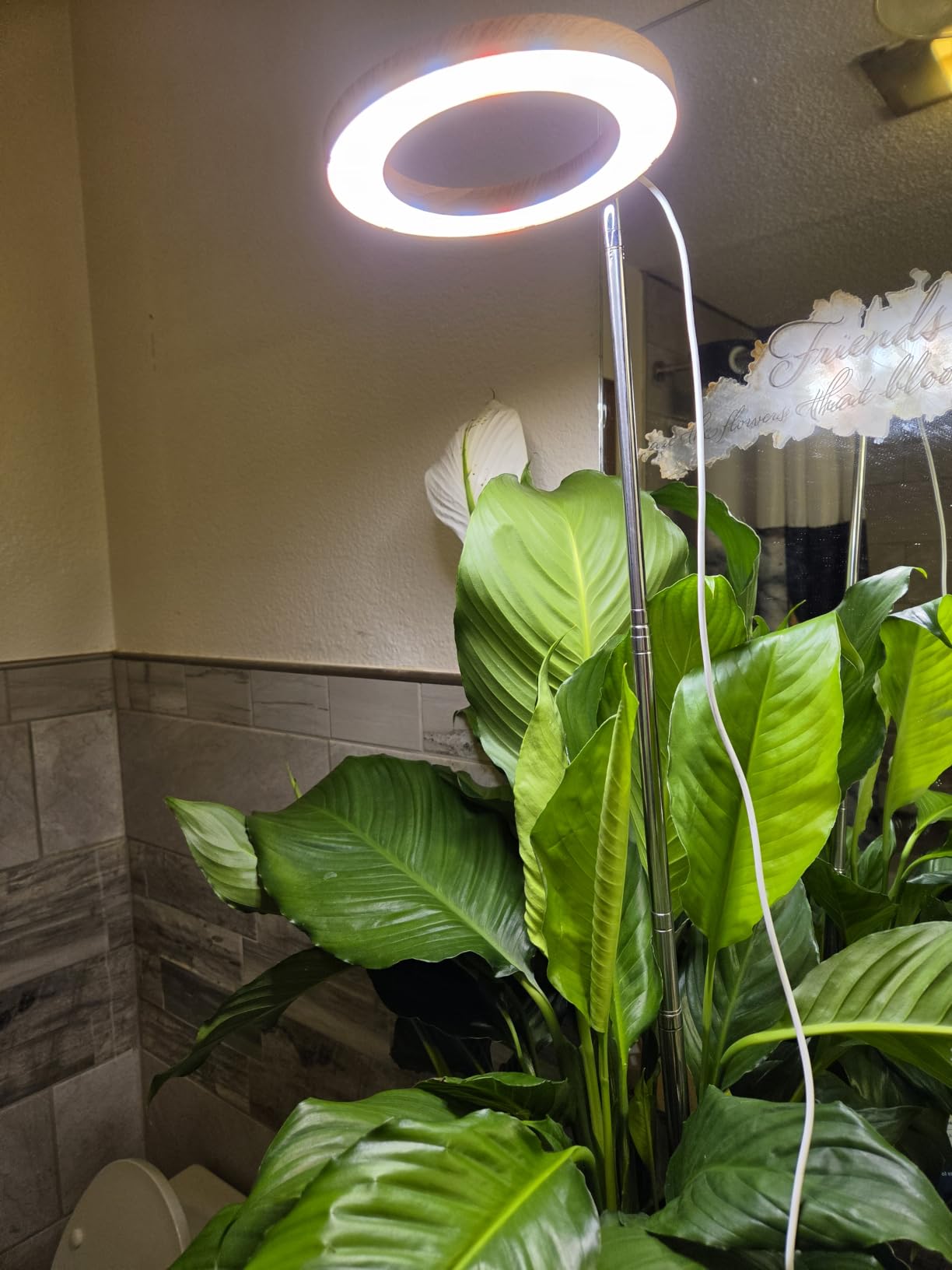Kullsinss 6.3in Grow Lights for Indoor Plants, Full Spectrum Plant Light | Wood Grain Grow Lamp for Tall Plants, Auto Timer & Dimmable Setting, 10-60in Height Adjustable, Stylish Indoor Garden Decor customer photo 2