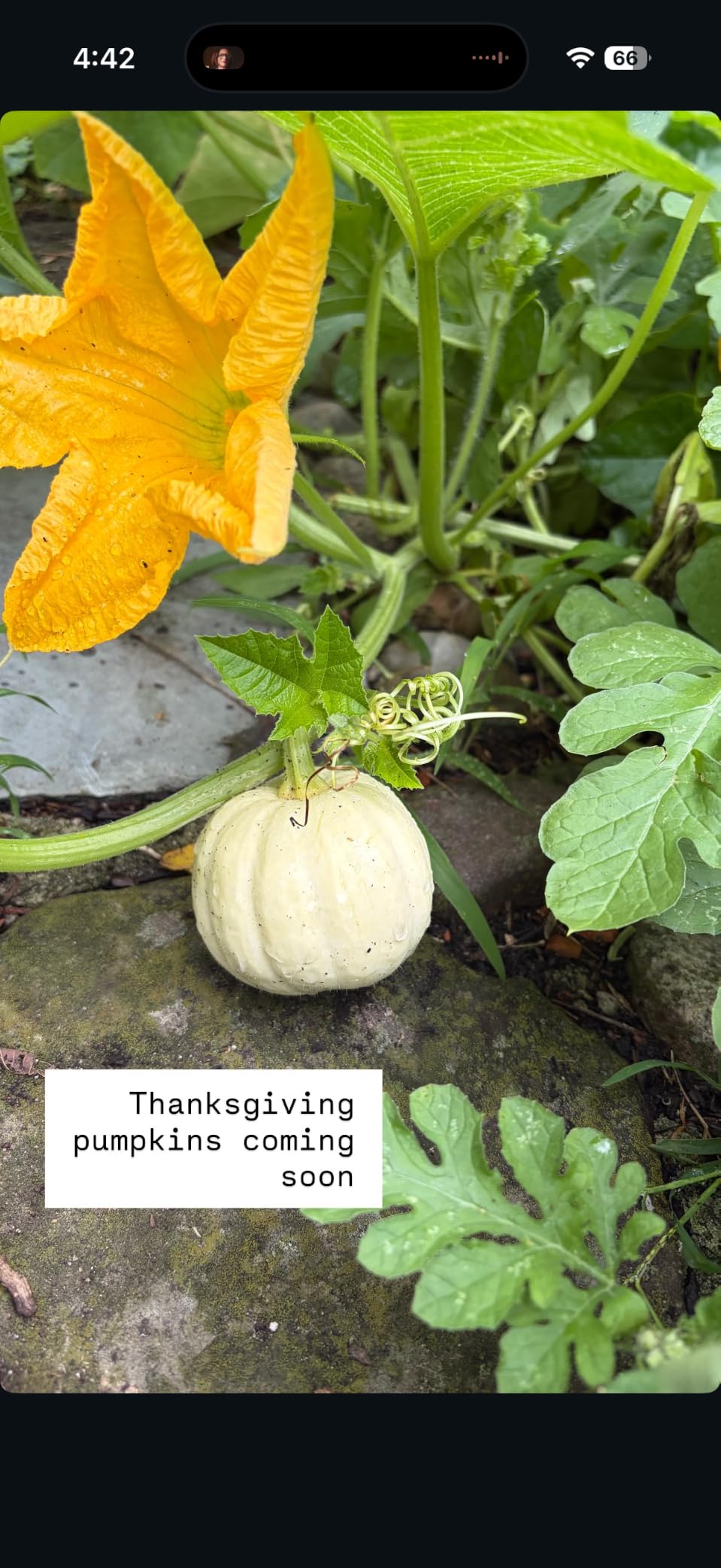 Seed Needs Root Vegetable Seeds Variety Pack of 6 Beet Turnip Radish & More customer photo 1