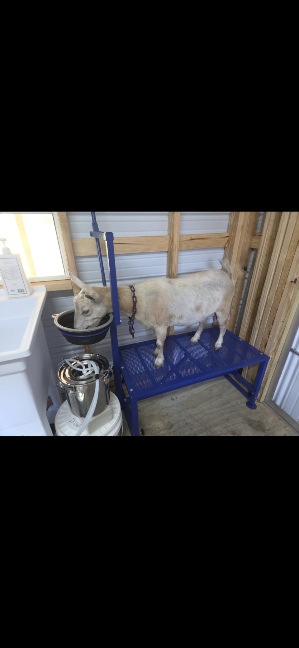 600 Lbs Goat Milking Stand with Feed Bin, Heavy Duty Goat Stand for Milking, Hoof Trimming & Grooming, Adjustable Goat Stanchion for Sheep and Goats, Iron Black customer photo 1