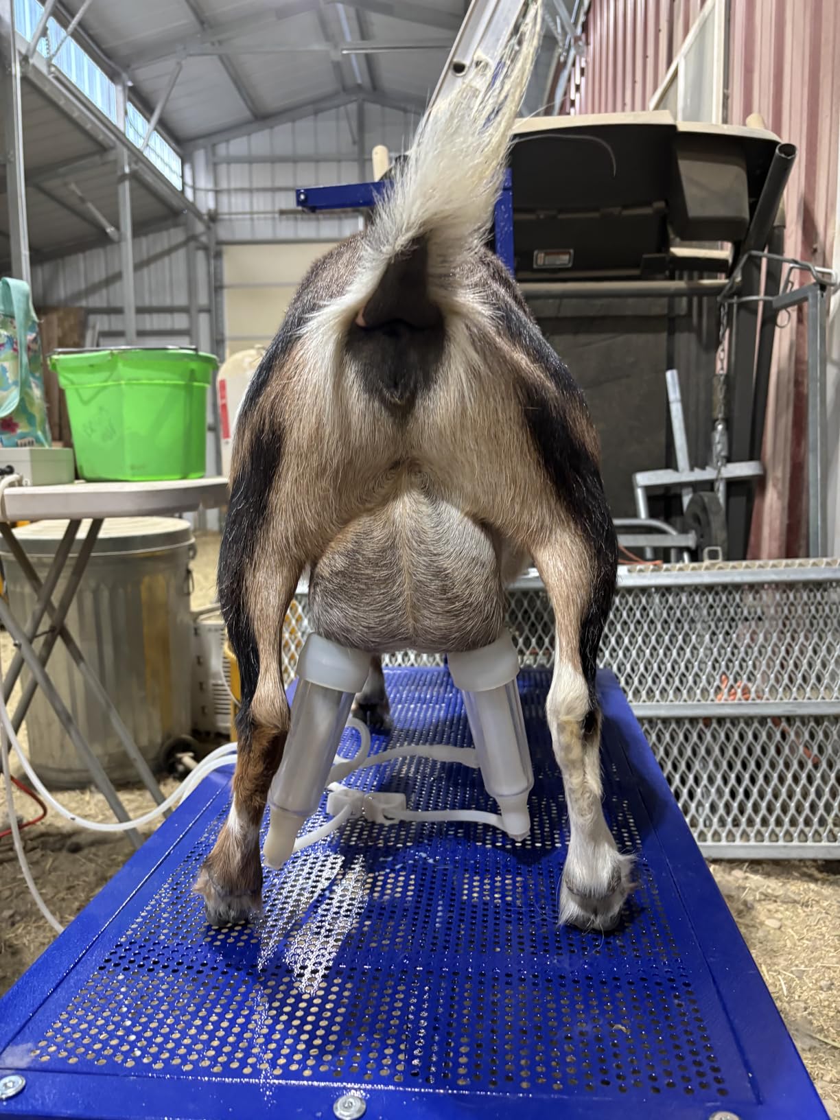 400 LBs Goat Milk Stand for Pygmy and Dwarf Goats, Goat Stand with Feed Bin, Goat Milking Stand for Sheep Trimming and Milking, Hoof Trimming Stand Adjustable Size, Iron Blue customer photo 2