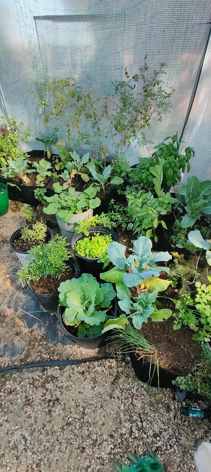 AMERLIFE 13.5x13.5x9 FT Hexagonal Walk-in Greenhouse customer photo 2