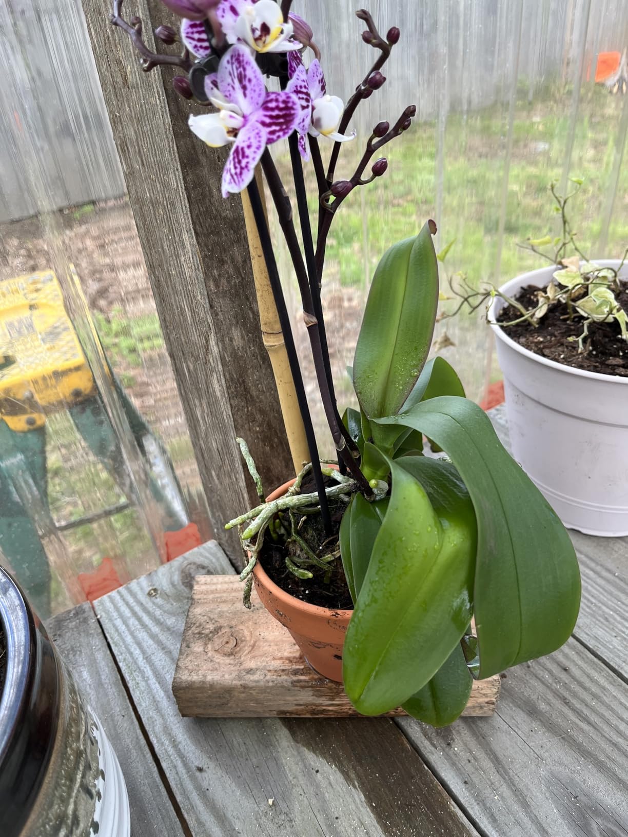 Premium Purple Live Orchid Plant Blooming in 3.5