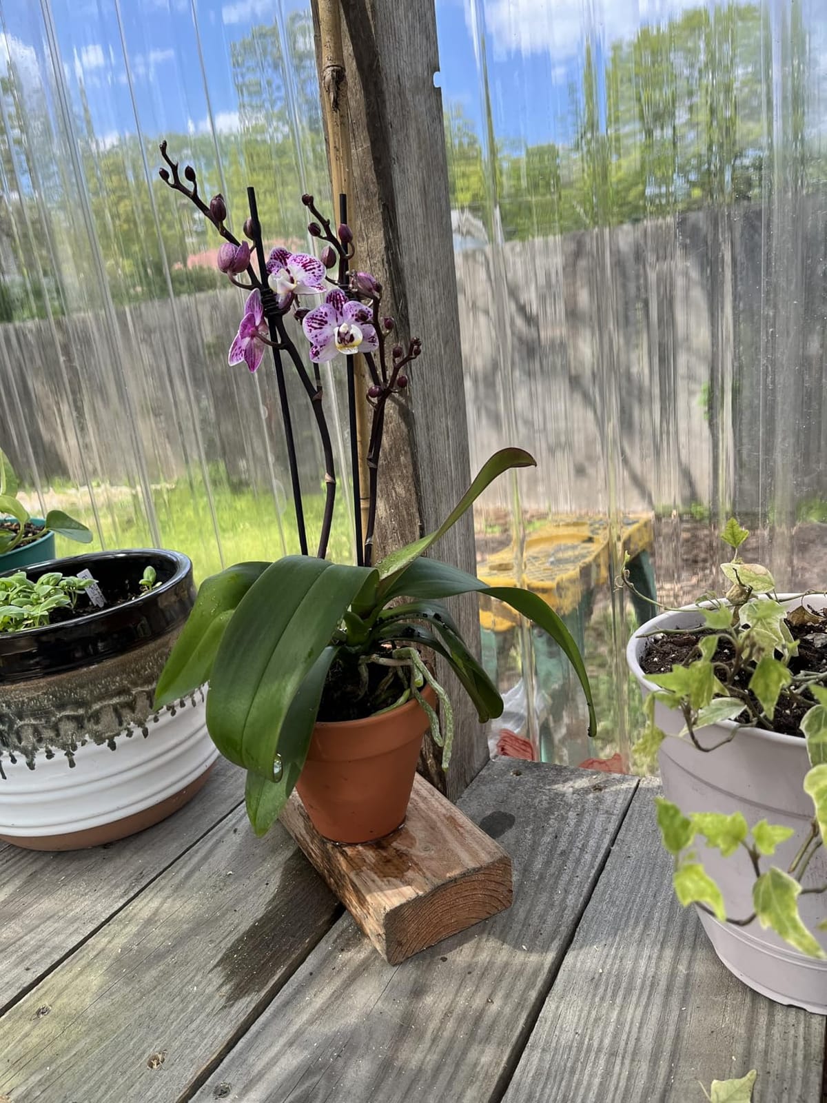 Premium Purple Live Orchid Plant Blooming in 3.5
