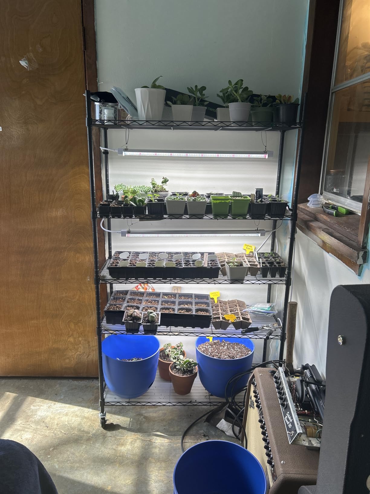 FREELICHT Plant Stand with Grow Light 5-Tier, 4×30W 5000K, 29.5x13.8x61.5IN | DIY Adjustable Metal Plant Shelf & Wheels, 120W 2FT Full Spectrum LED Indoor Grow Lights with Timer for Vegs, Seed Starting customer photo 1