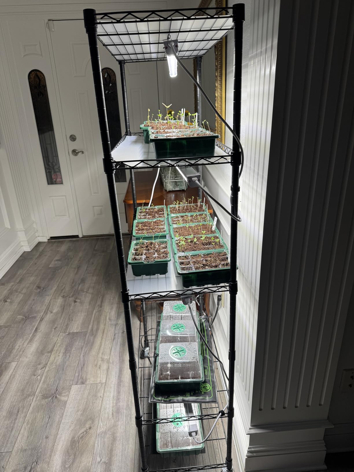 FREELICHT Plant Stand with Grow Light 5-Tier, 4×30W 5000K, 29.5x13.8x61.5IN | DIY Adjustable Metal Plant Shelf & Wheels, 120W 2FT Full Spectrum LED Indoor Grow Lights with Timer for Vegs, Seed Starting customer photo 2